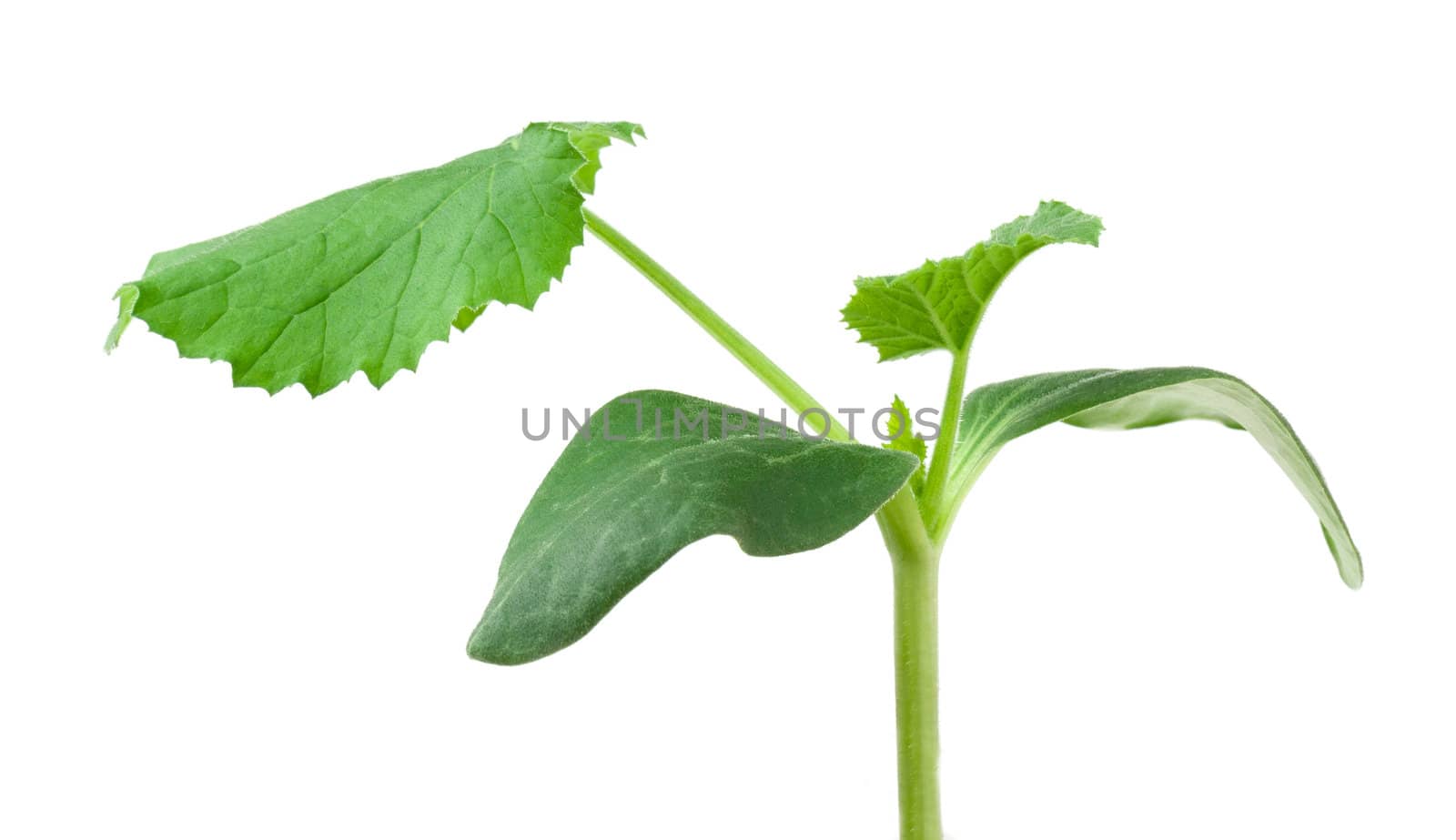 Pumpkin seedling on white background