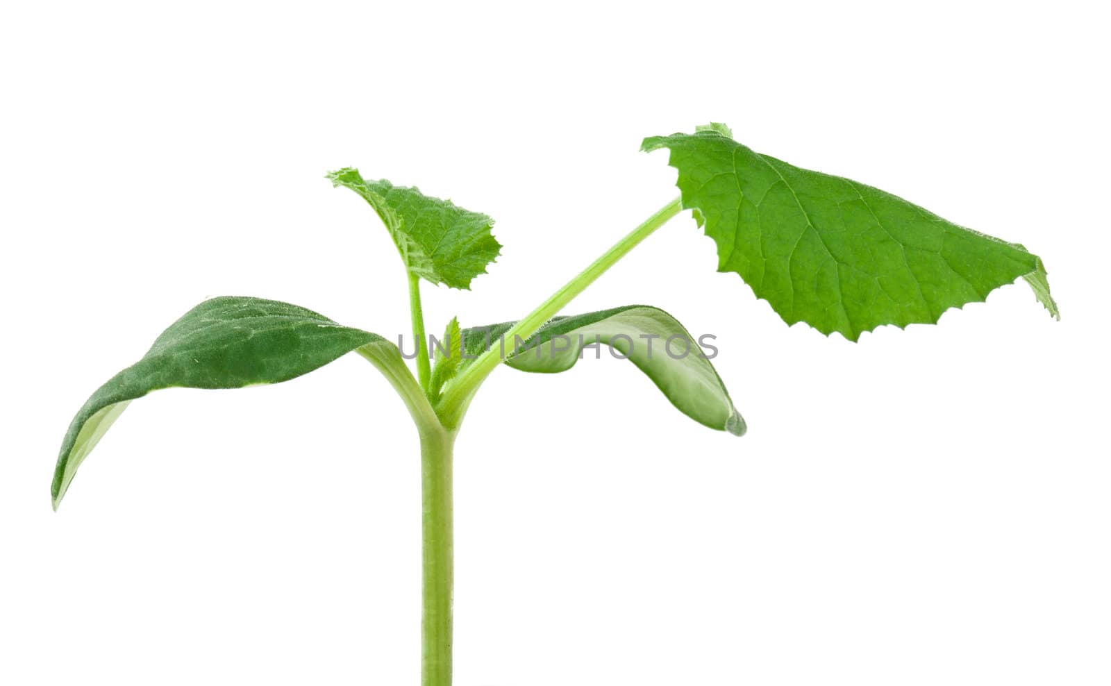 Pumpkin seedling on white background by vtorous