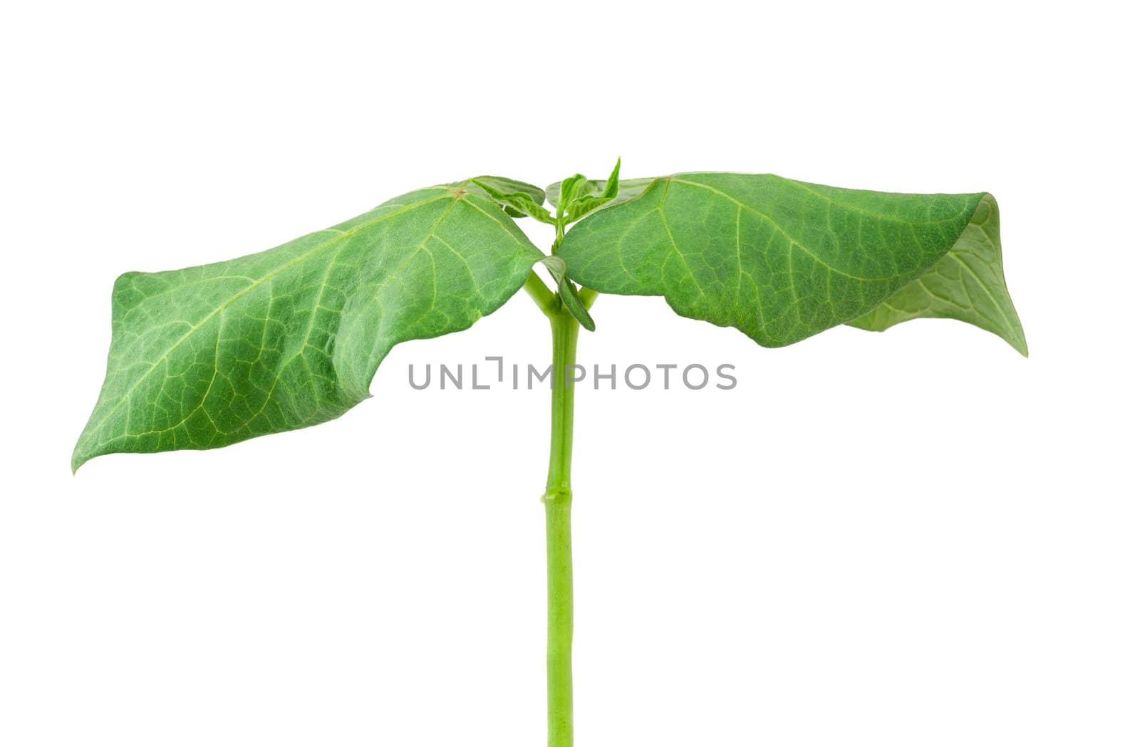 Small beans plant isolated on white