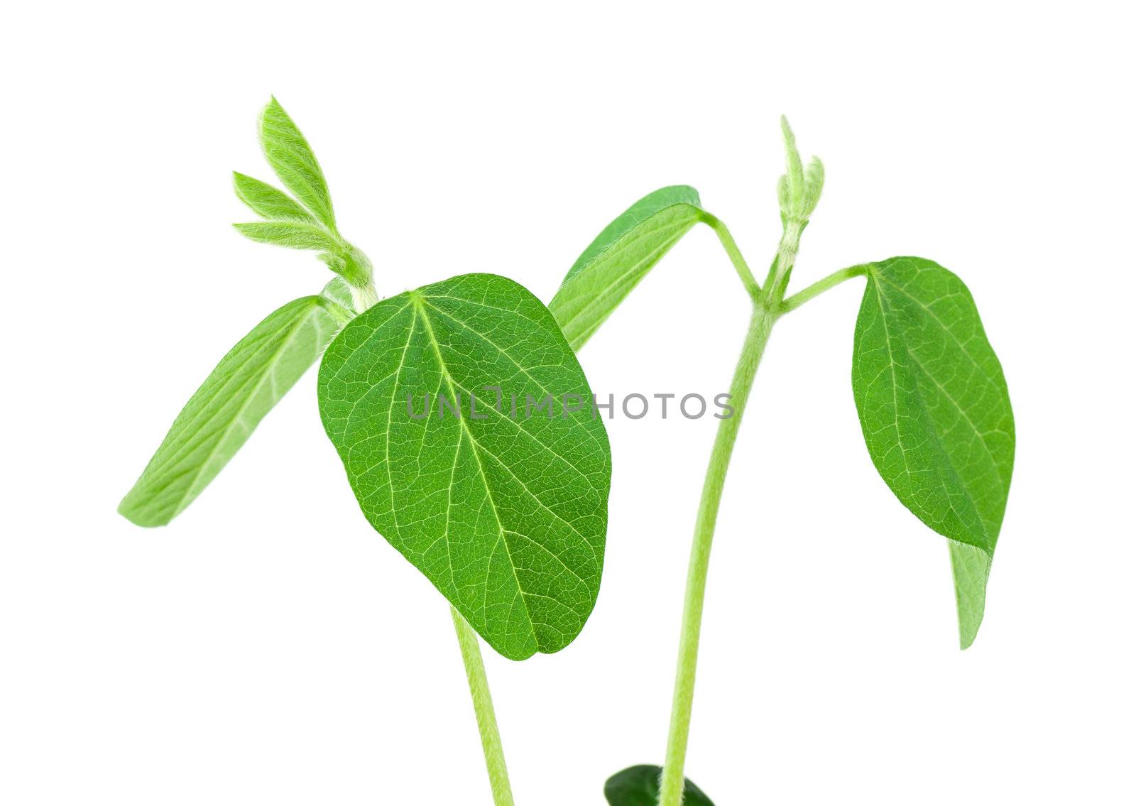 Two soy plants isolated on white background