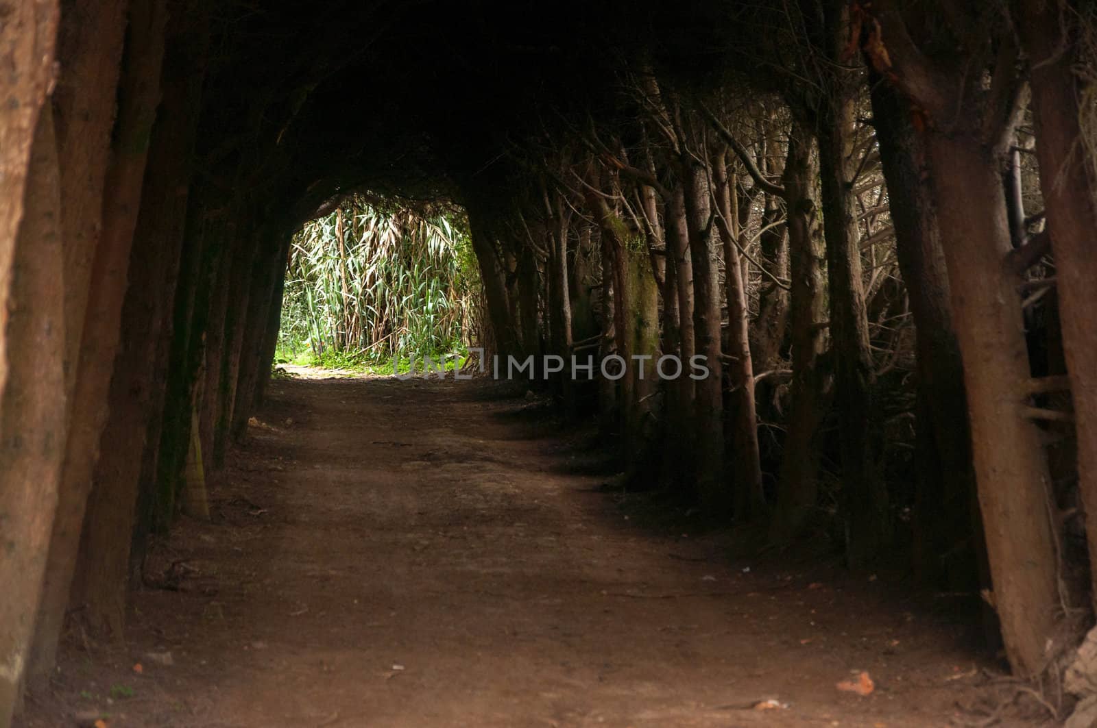 Shady passage leading through trees