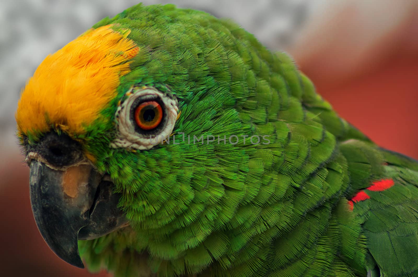 Closeup portrait of beautiful green parrot