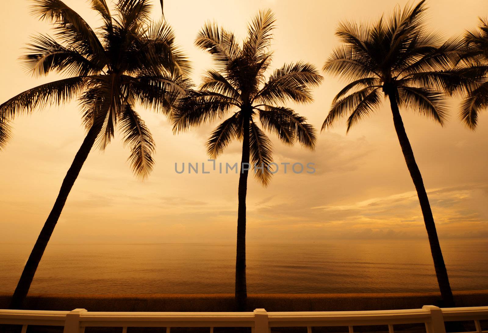 Palm trees silhouette at sunset by TanawatPontchour