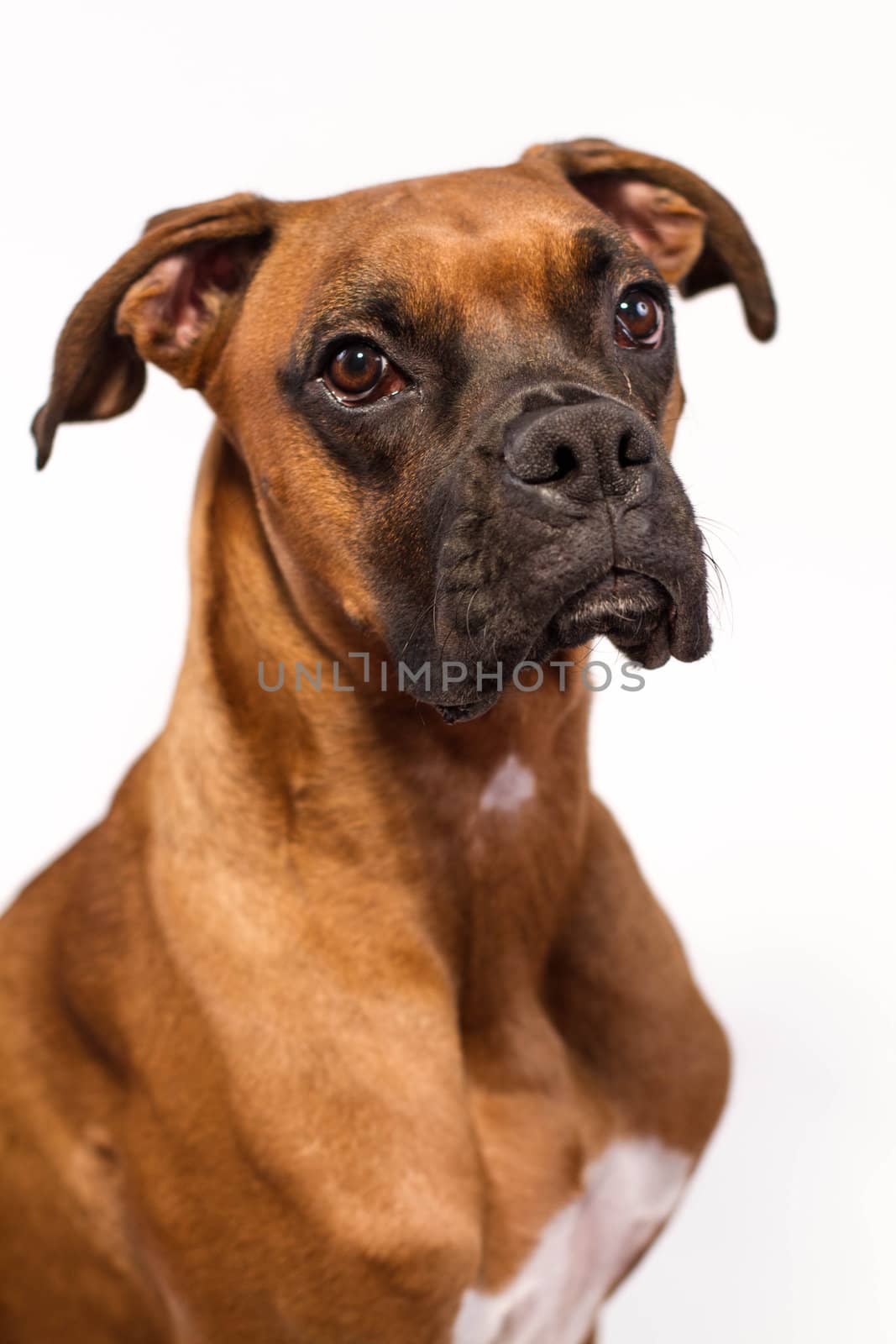 Portrait of a Boxer Mix Dog.
