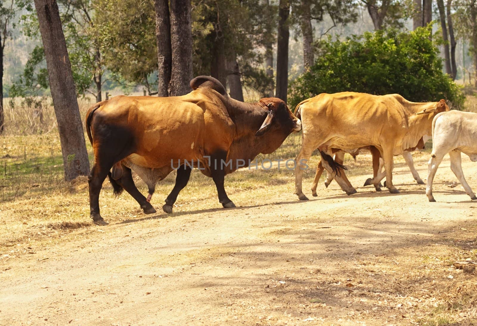 Brown Zebu brahman bull stud ready to mate following cow across road in Australian cattle country
