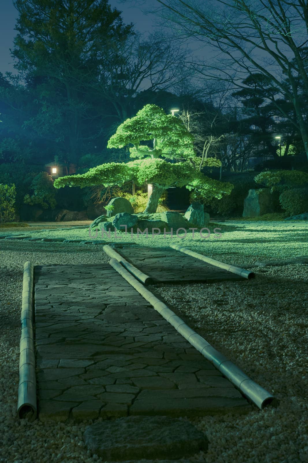 pine tree inside Japanese zen garden with scenic night illumination
