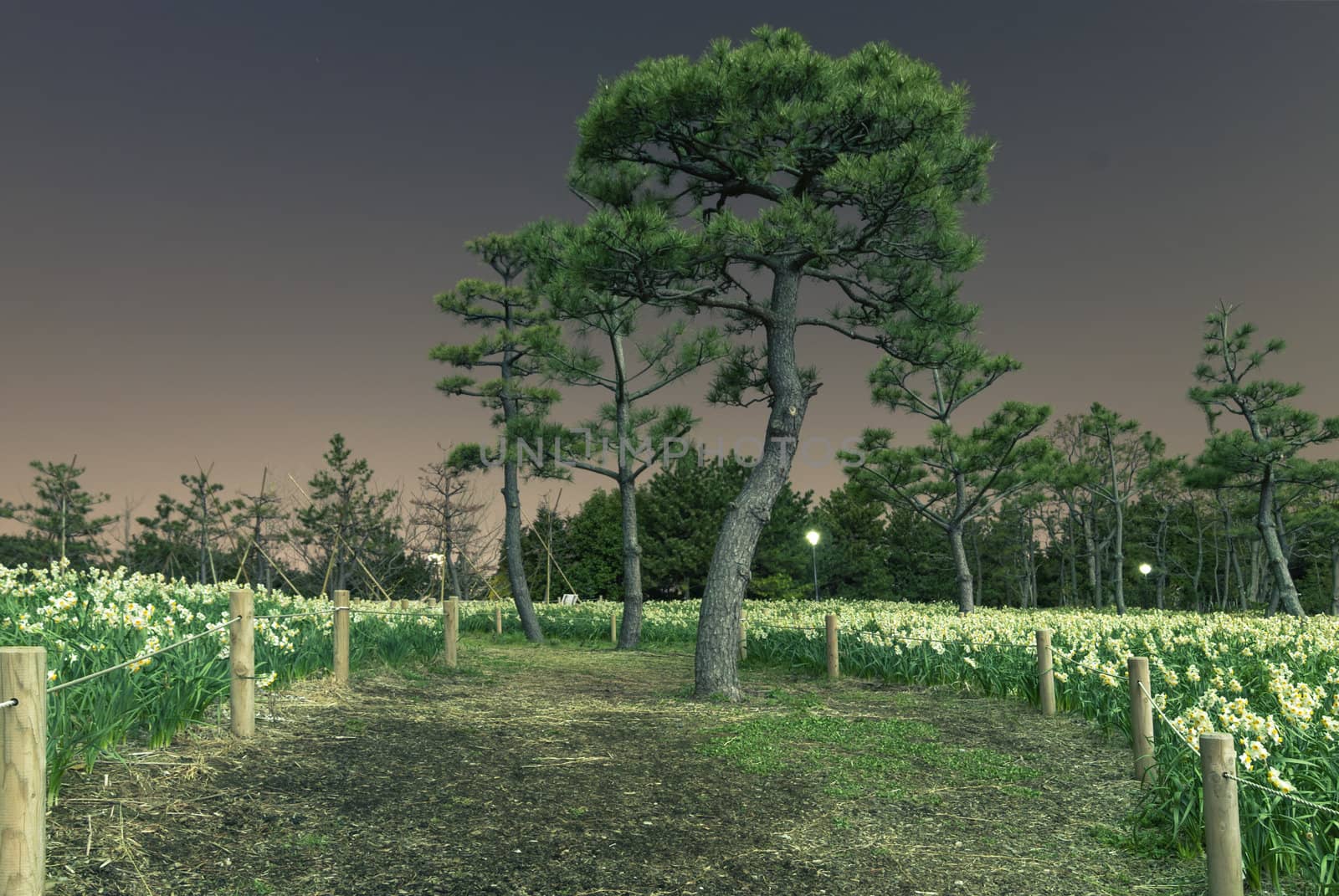 night field of narcissus flowers around pine tree in japanese park