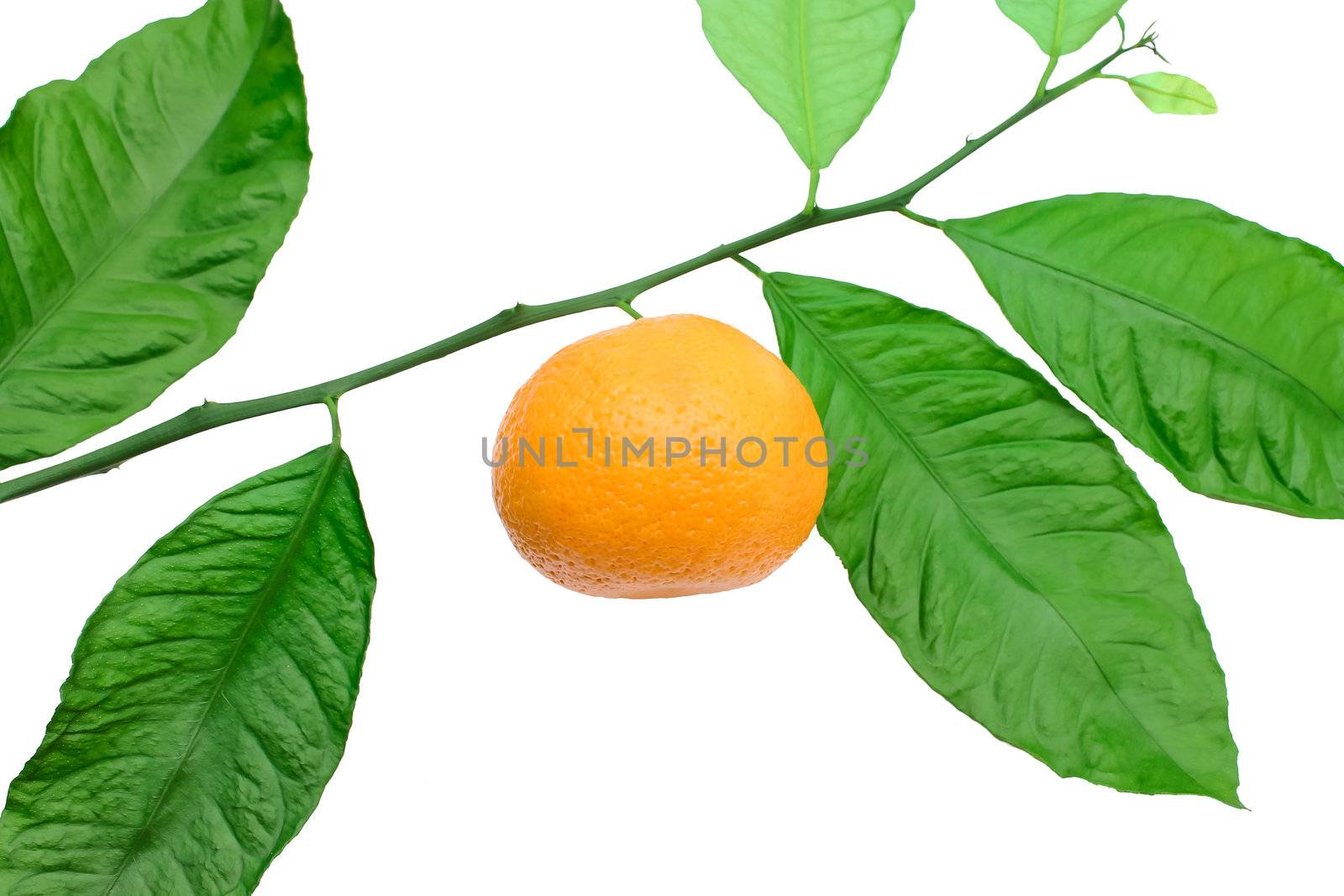 Tangerine on a branch on a white background by NickNick