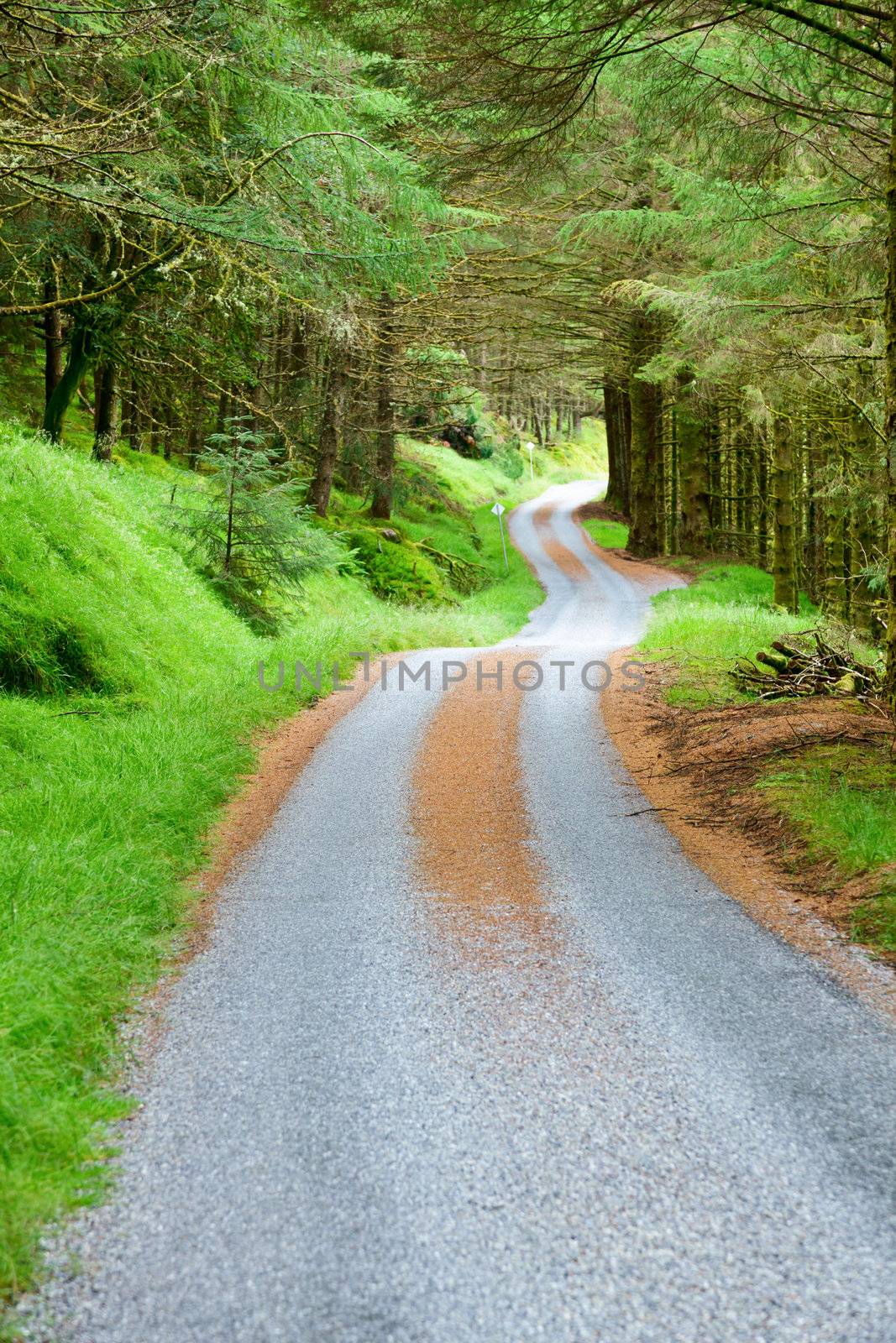 Scenic winding road through green forest in Scotland