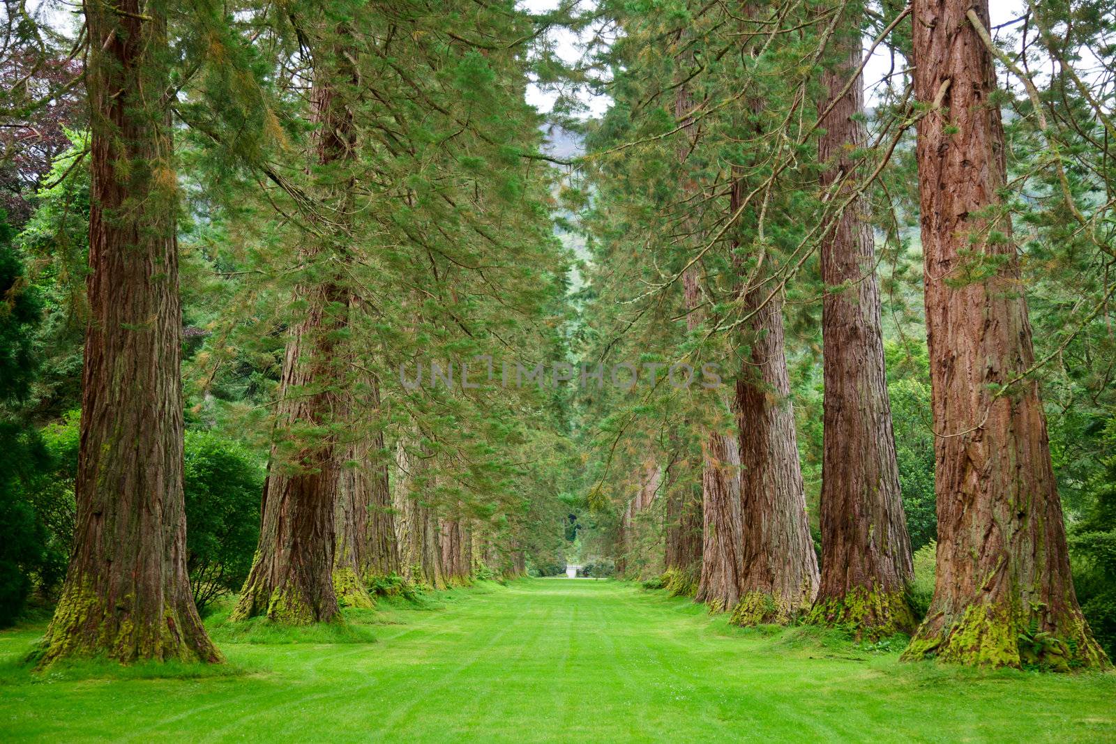 Empty park alley with giant sequoia trees