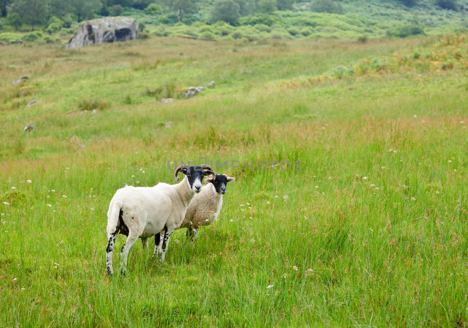 Sheeps at a pasture in Scotland