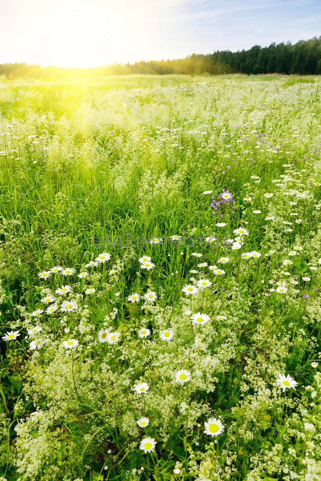 Summer meadow by naumoid