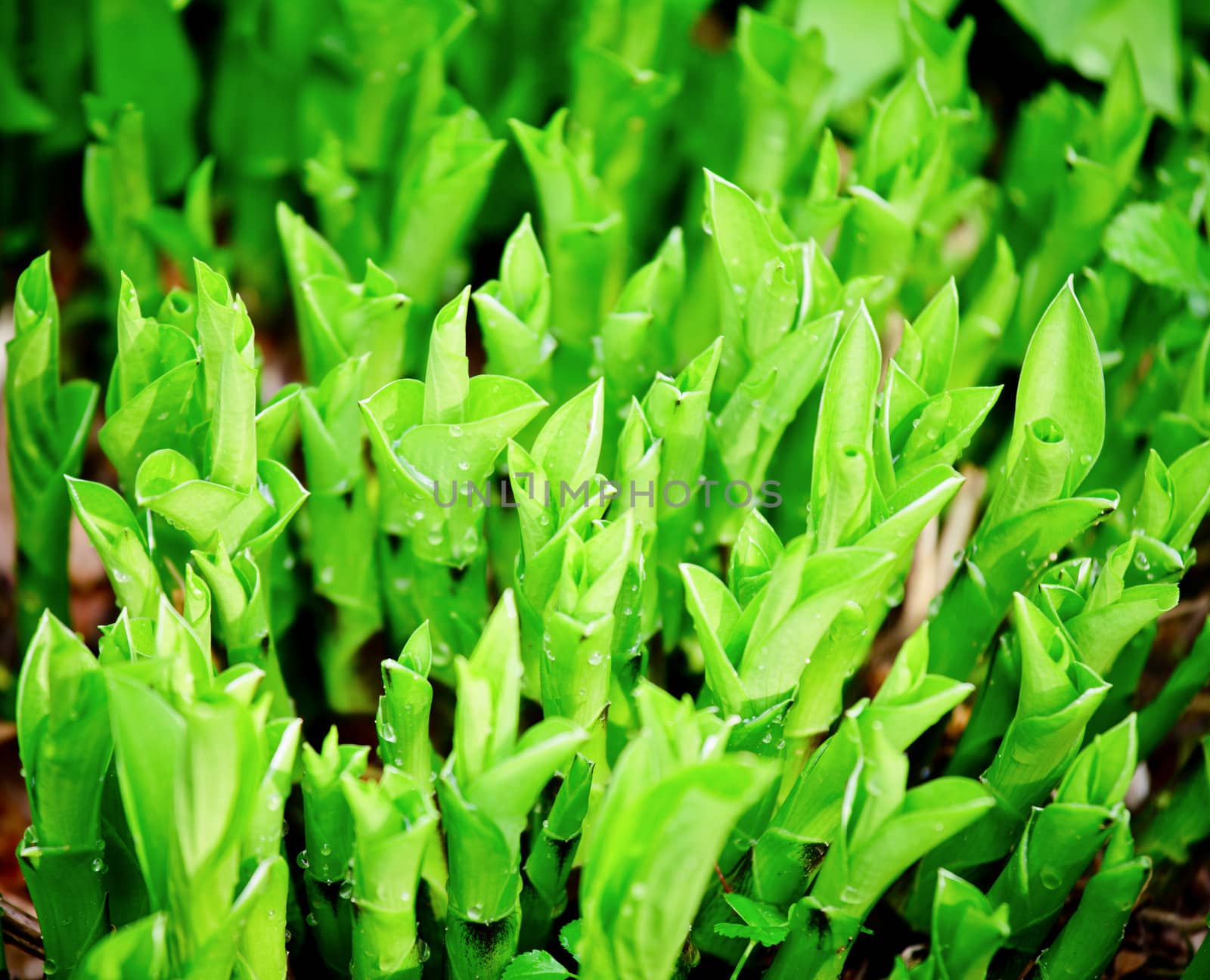 Green leaves close-up natural background