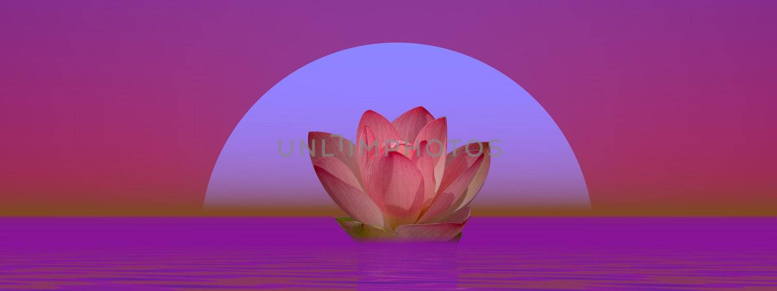 Pink lily flower on water in front of moon or sun