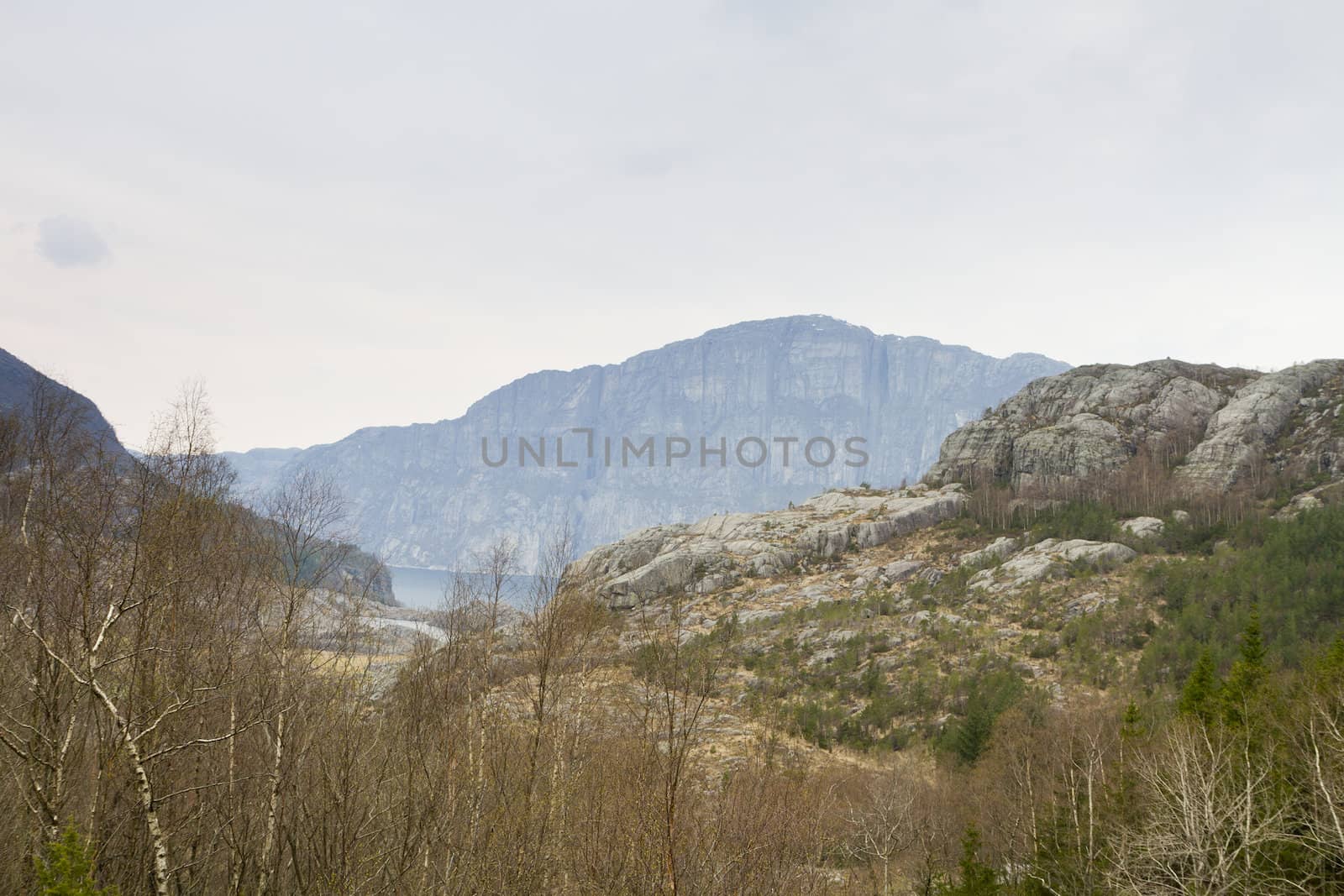 forest near fjord with steep mountains in norway