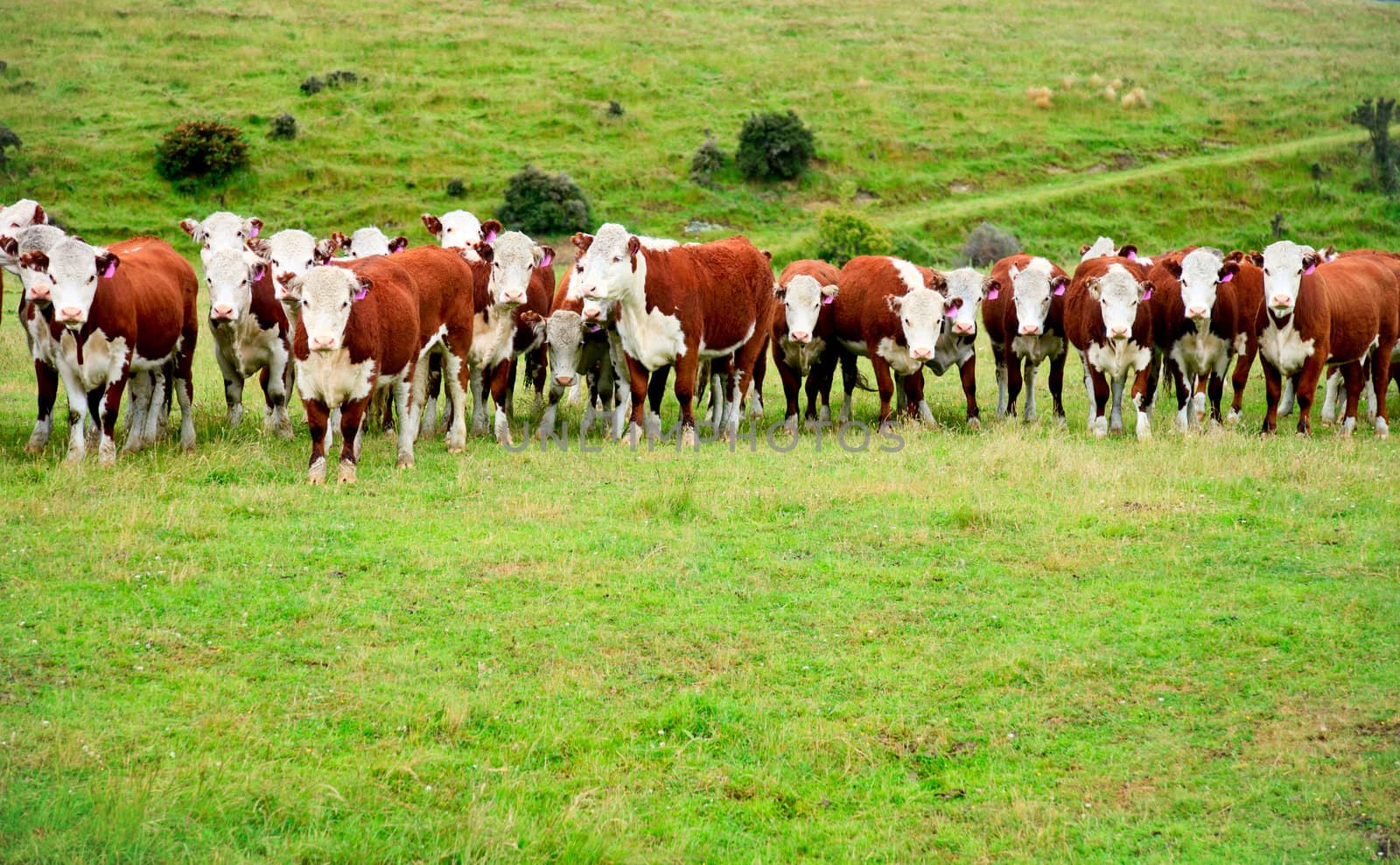 Calves at a pasture in New Zealand
