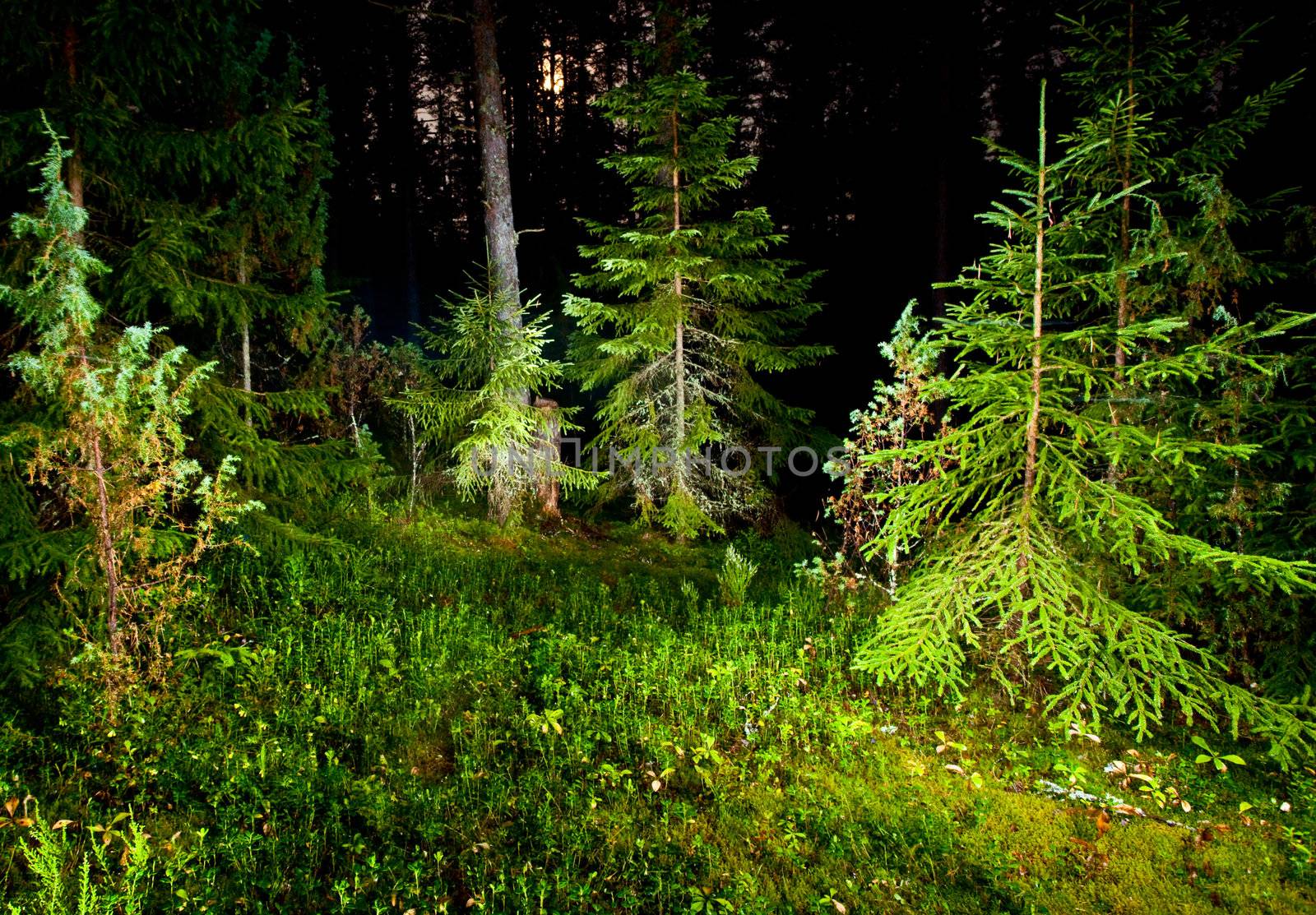 Fir trees in pinewood at summer night