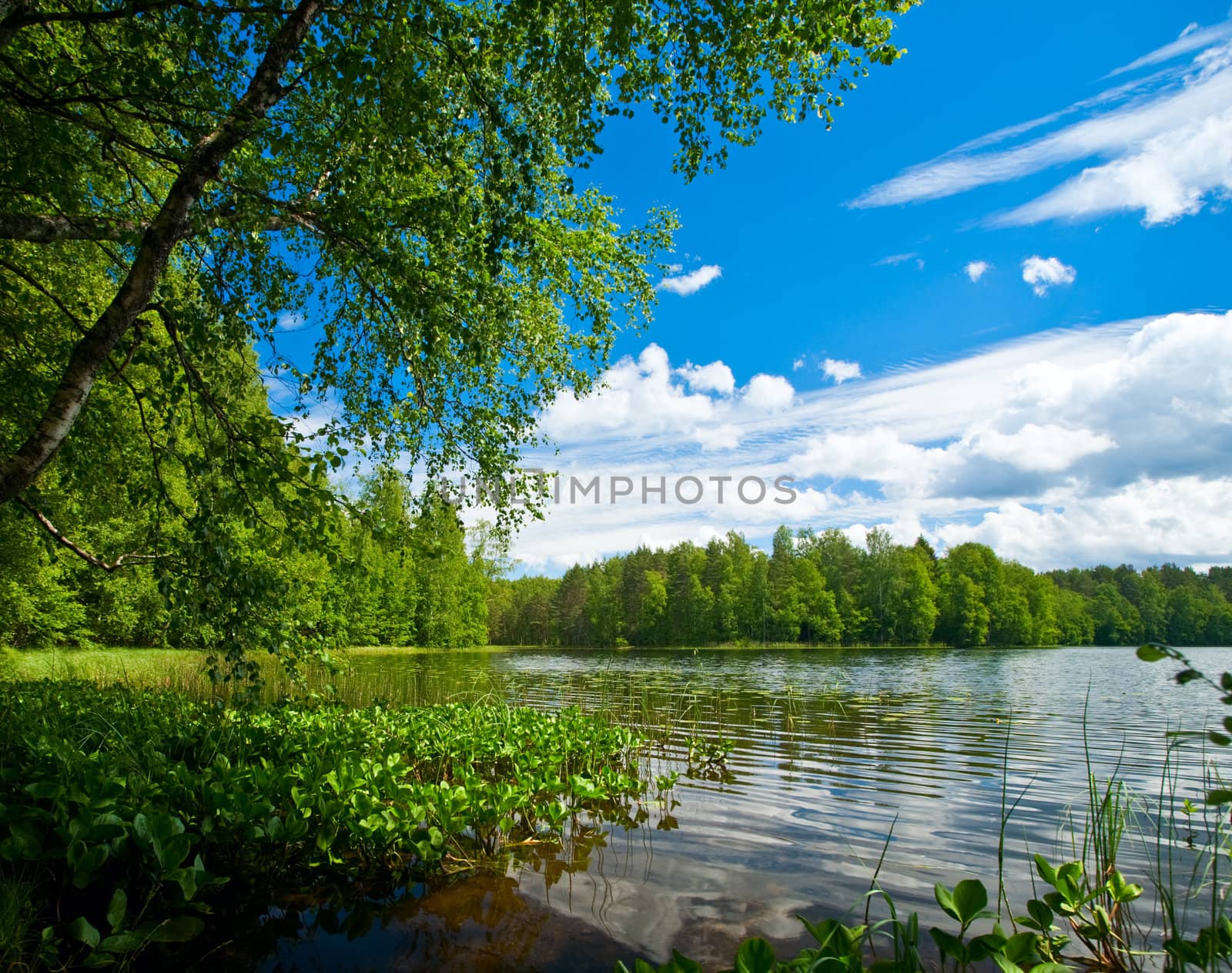 Summer day at remote forest lake