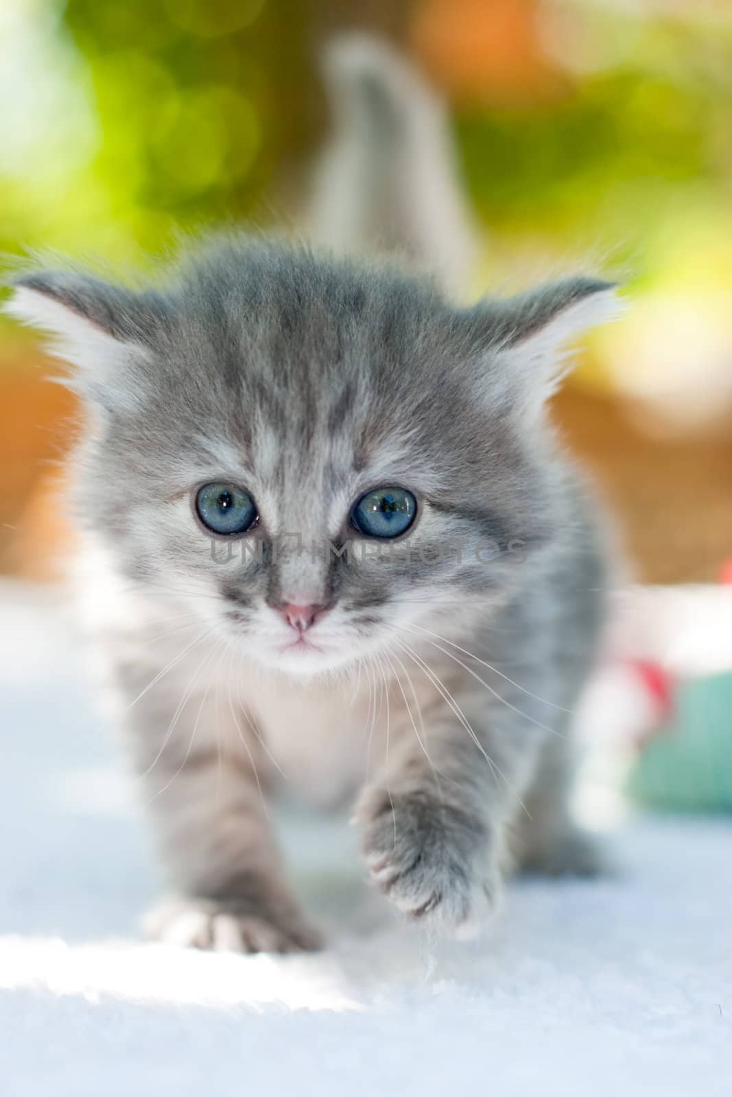 One month age walking kitten, shallow DOF