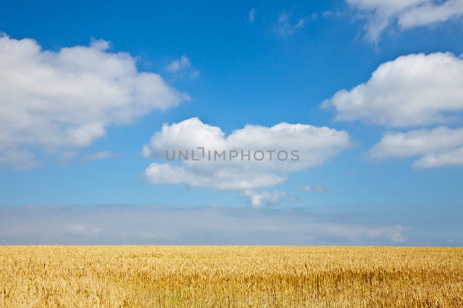 Ripe golden barley field in Scotland