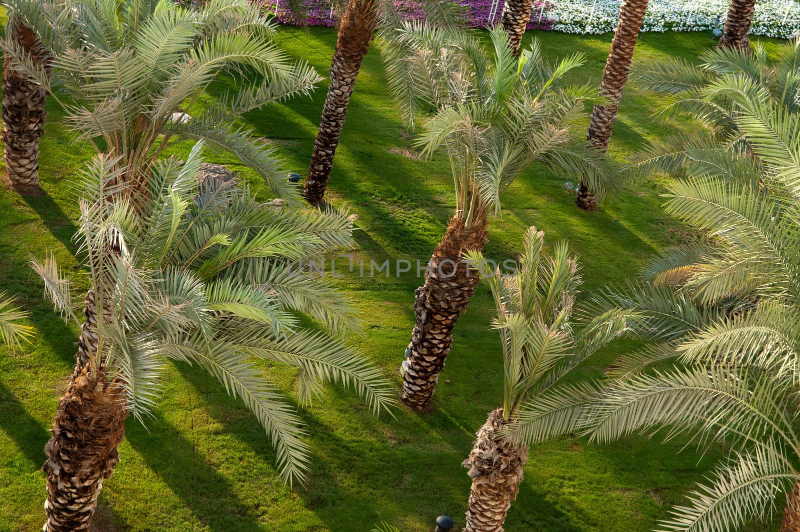 Fragment of date palm gardens photographed from the top of the