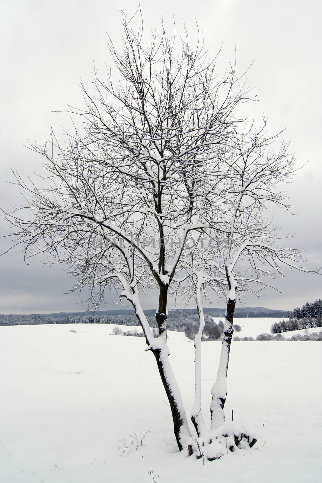 solitary snowy tree by Mibuch