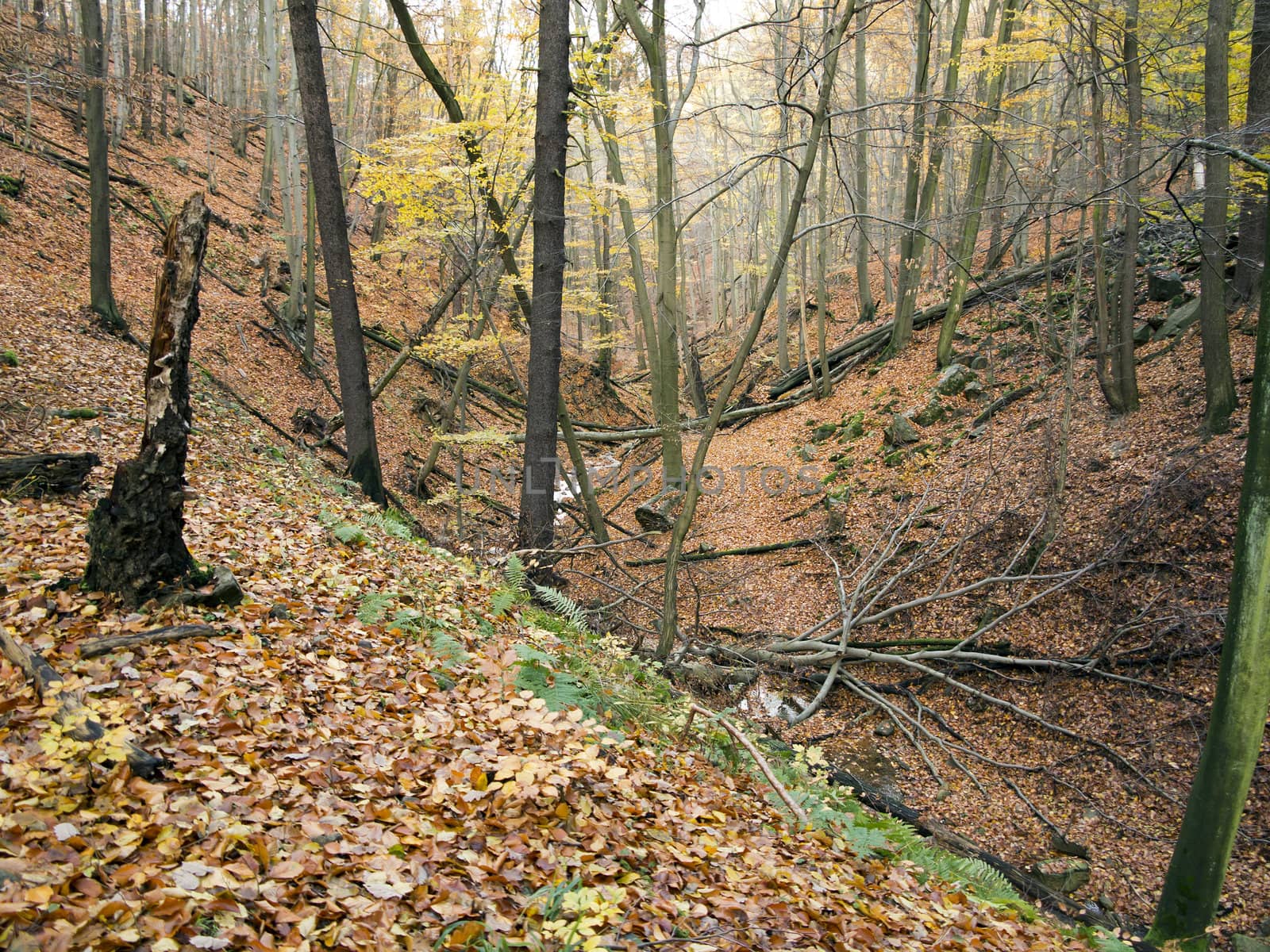 Forest - beech wood in the autumn 