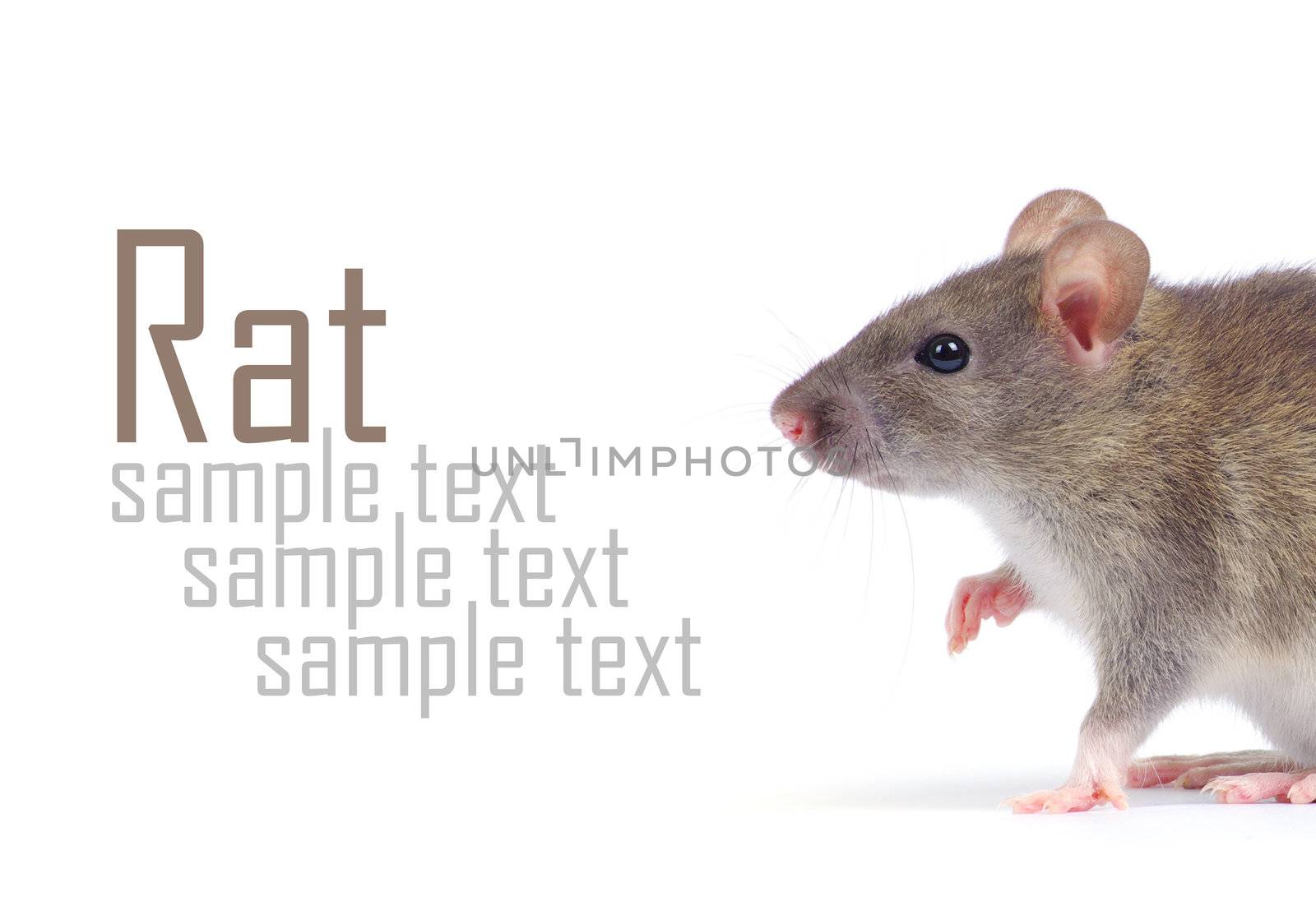 rat isolated on white background