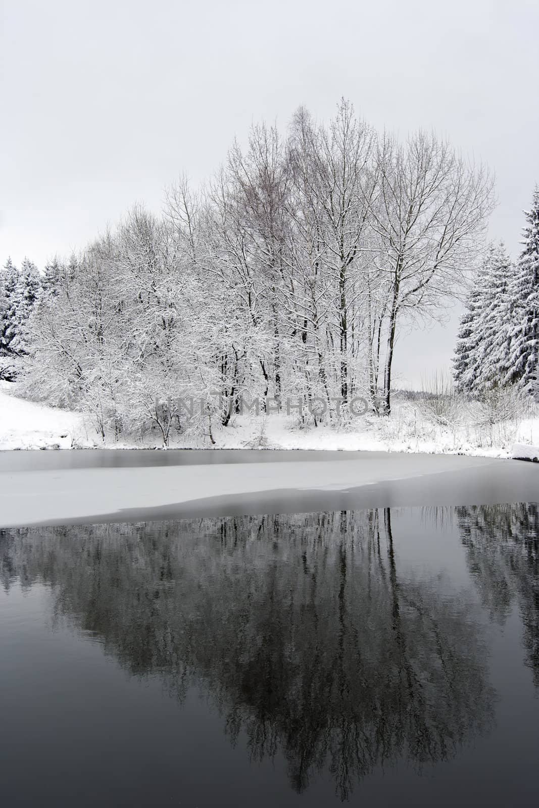 trees by the lake by Mibuch