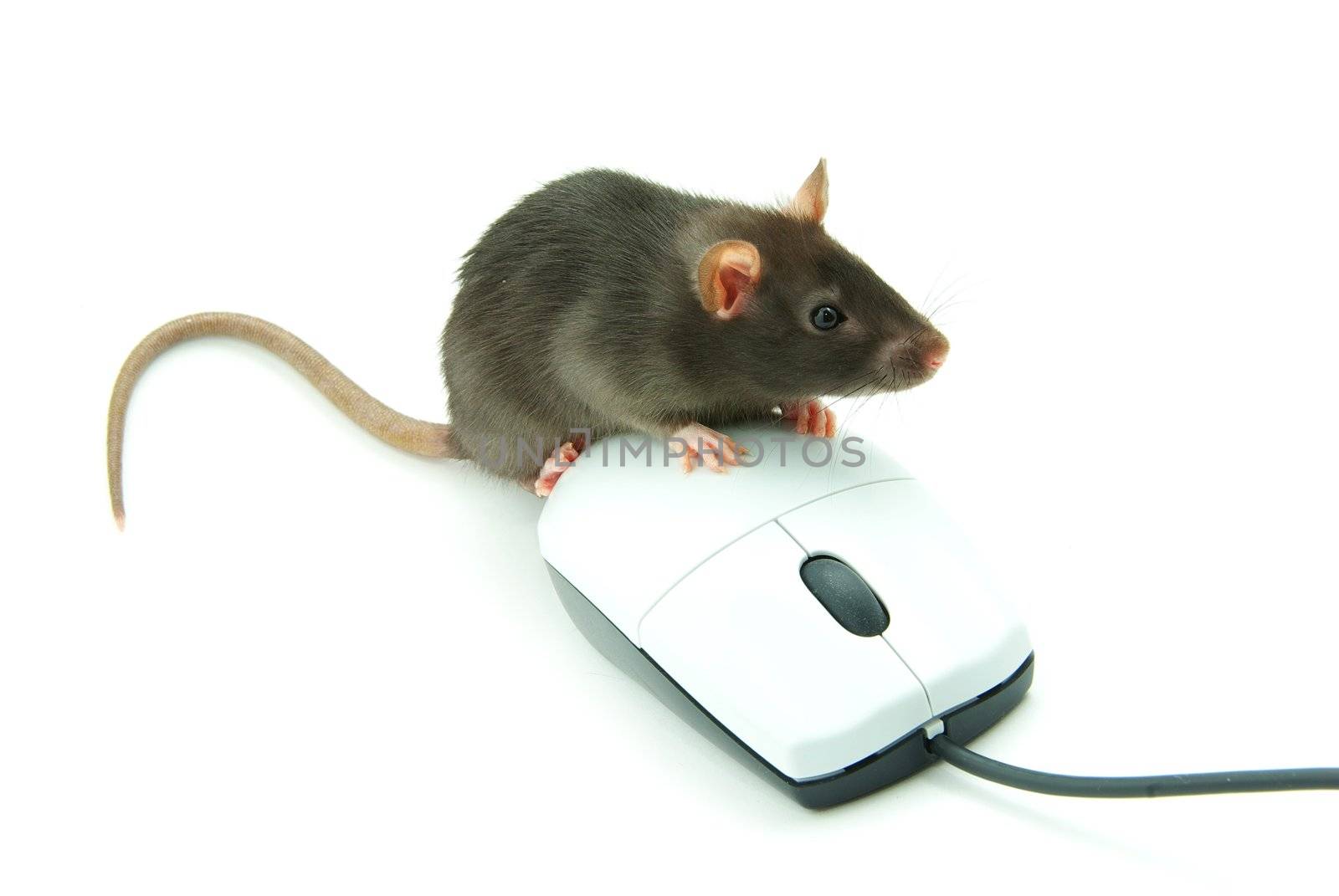 Rat and a computer mouse on white background