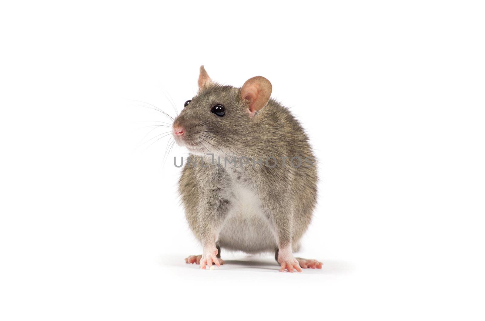 rat isolated on white background