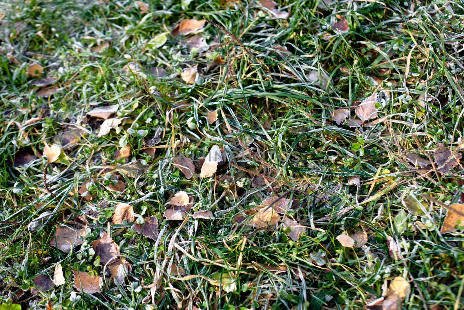 Frost on the green and brown autumn leaves
