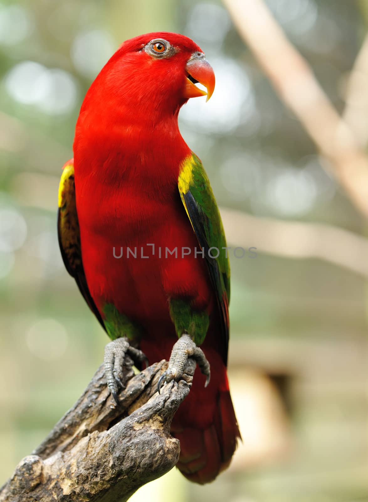 Beautiful red parrot bird close up