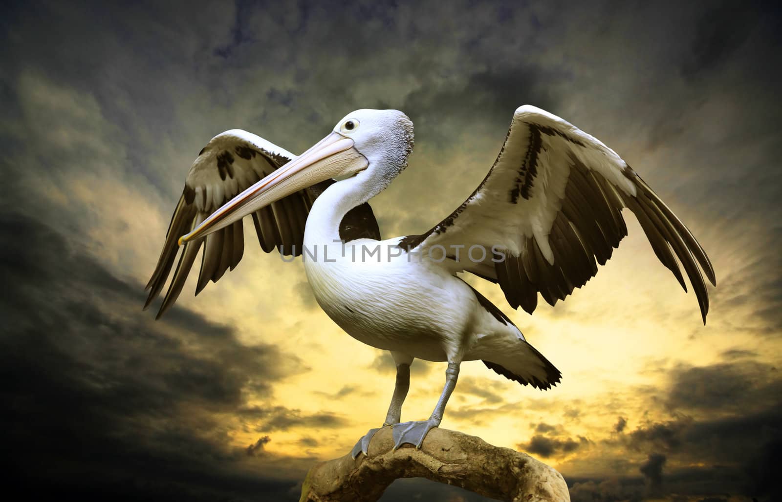 The pelican on a tree trunk with a storm brewing