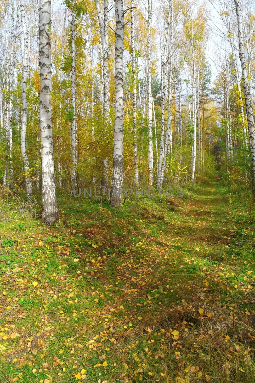 Footpath in autumn birch grove by sergpet