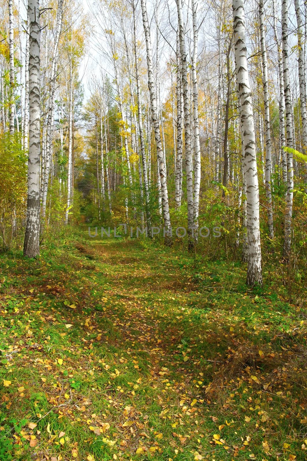 Footpath in autumn birch grove
