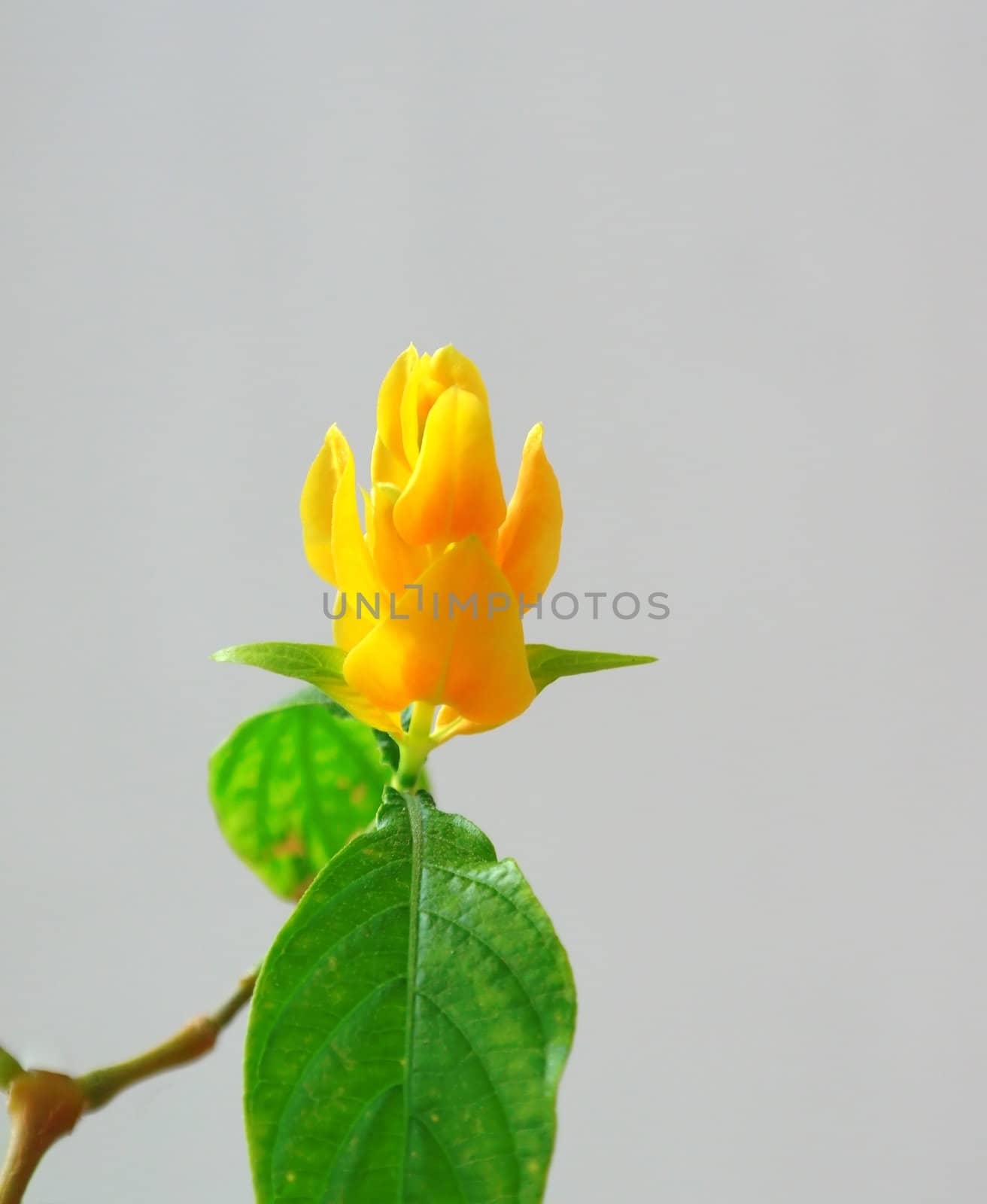 Blossom yellow flower (Pachystachys lutea). Shallow DOF.