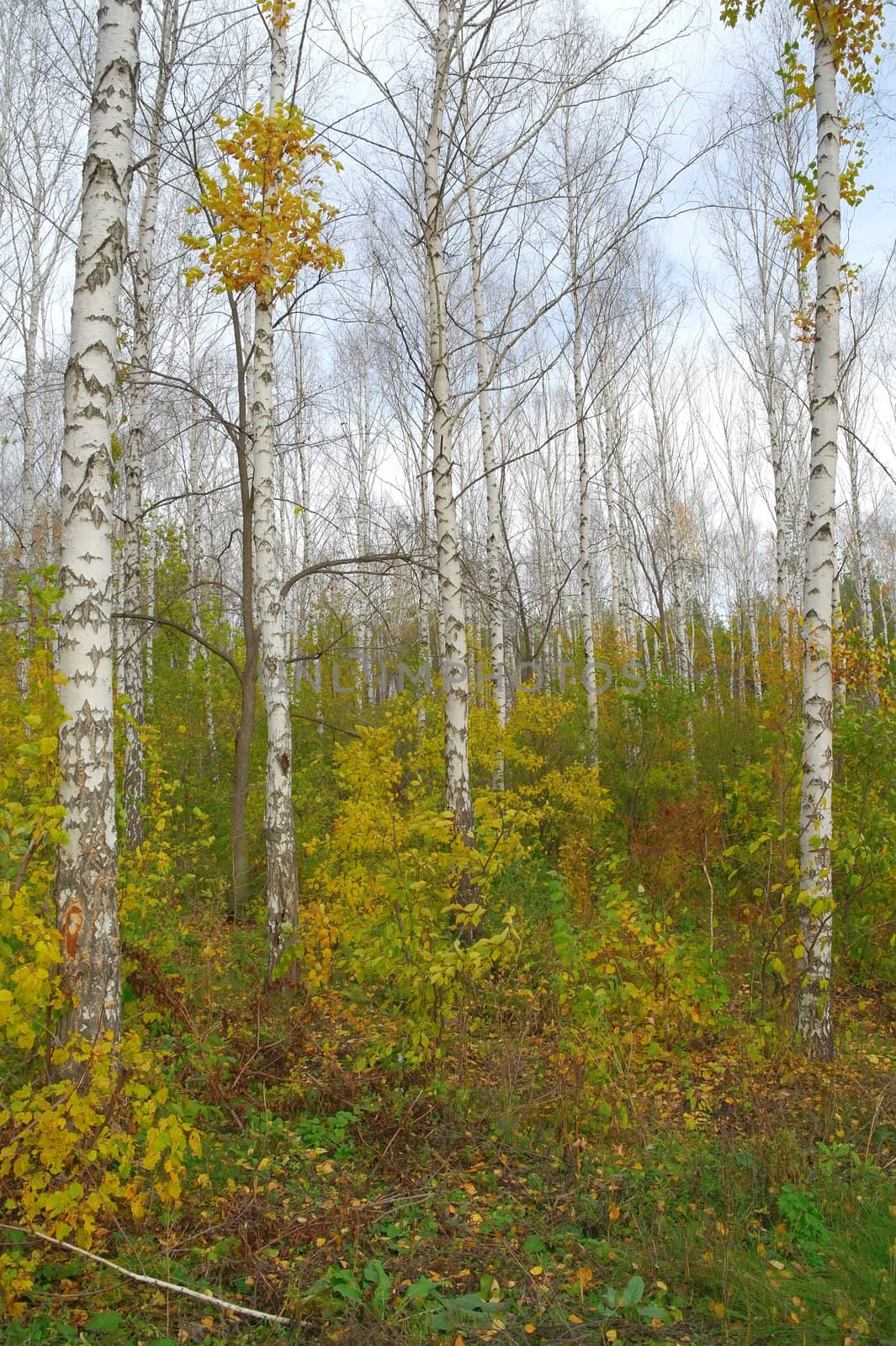 Autumn birch forest by sergpet