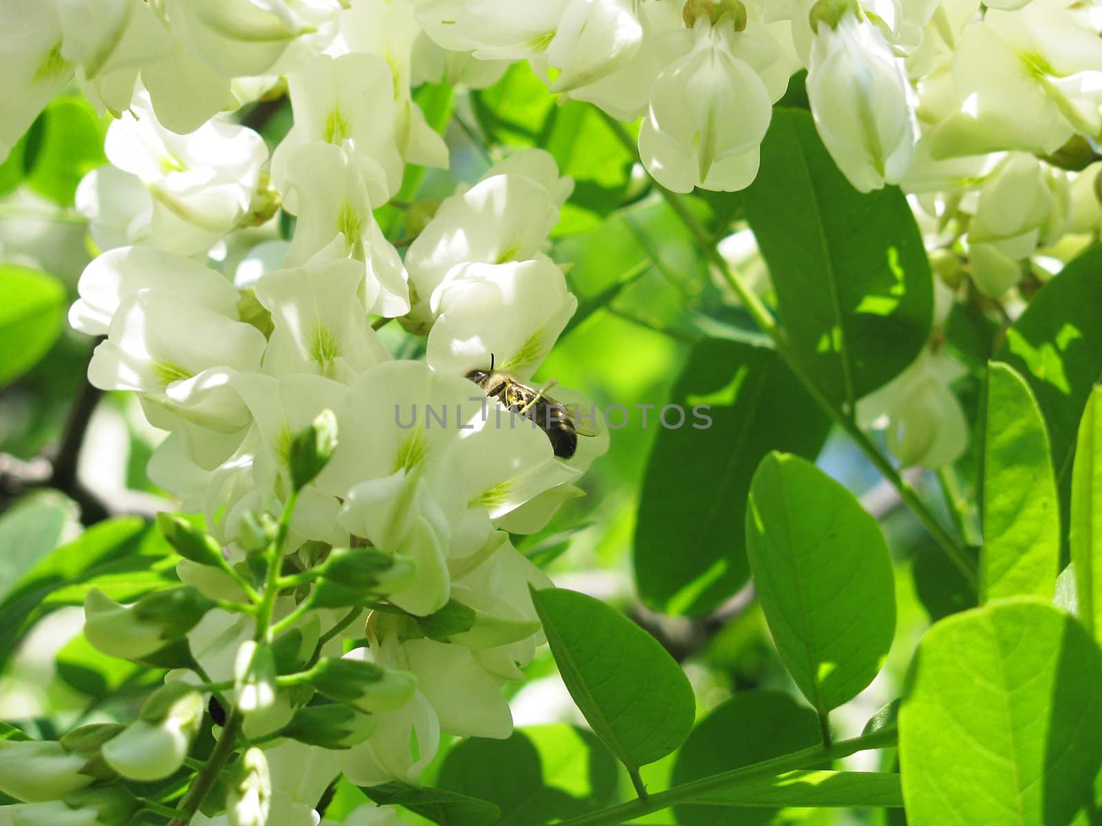 white acacia blossom