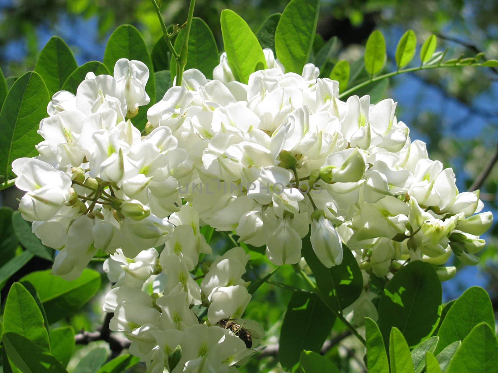 close up of white acacia blossom