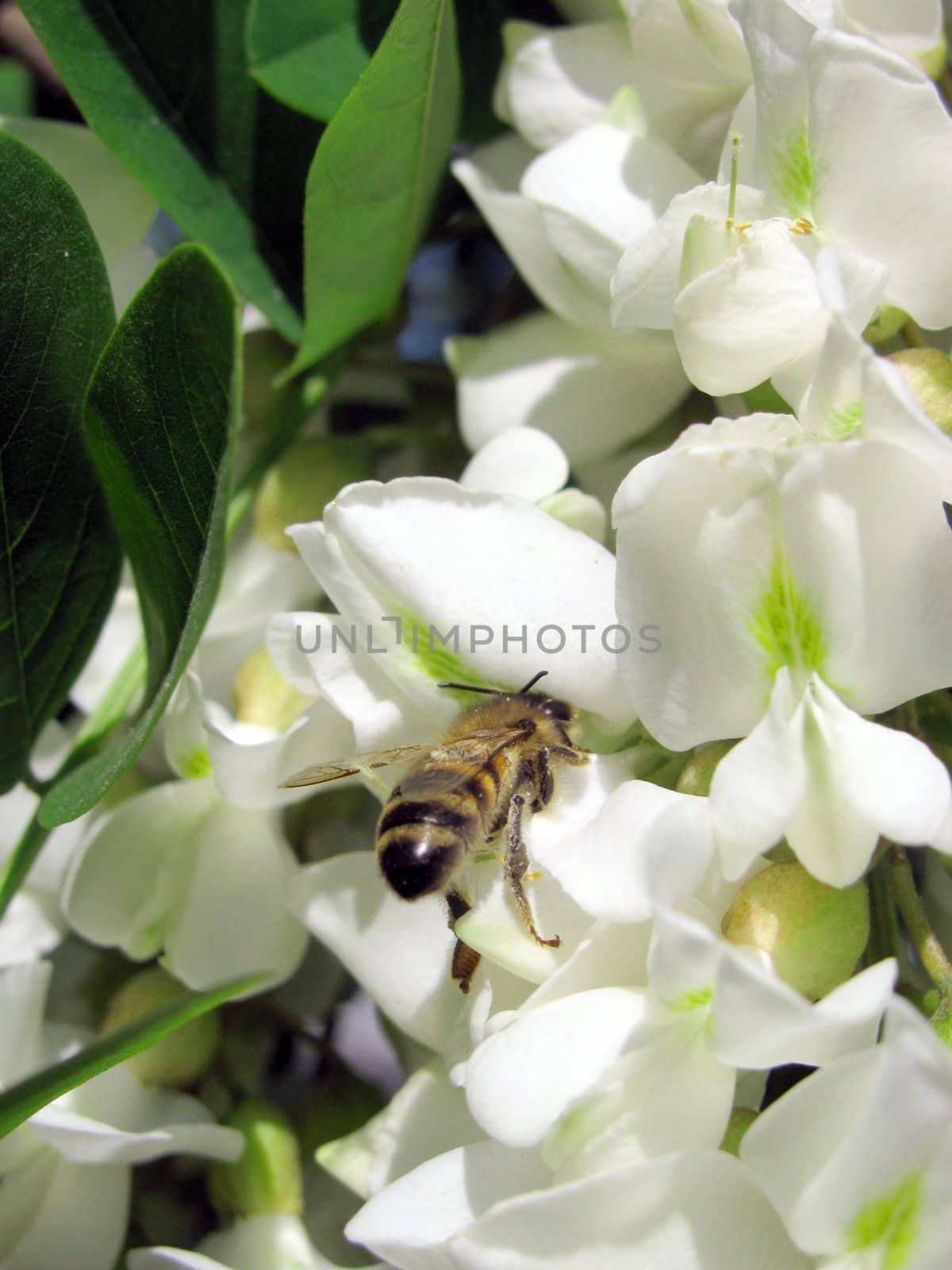 bee flying to acacia blossom