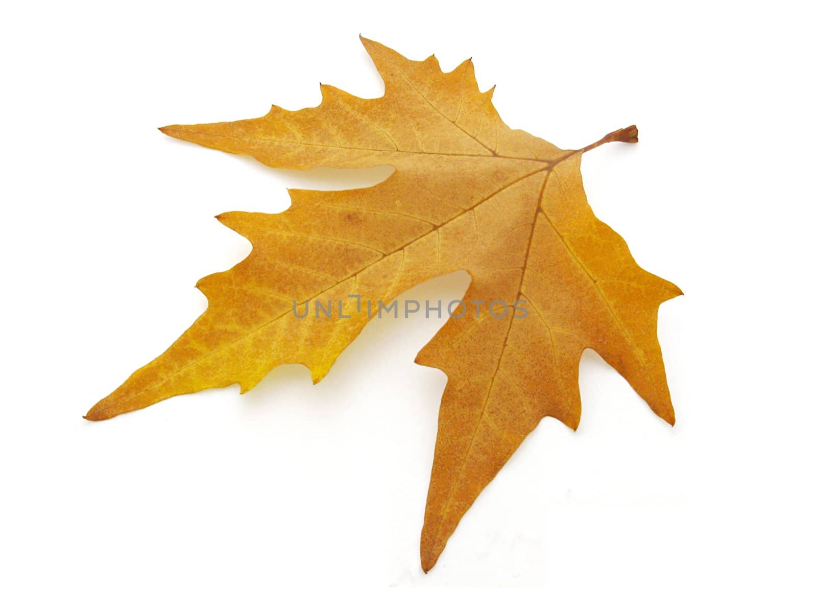 dry leaf over white