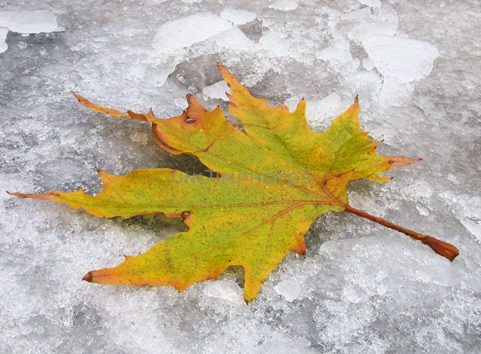 maple leaf on ice