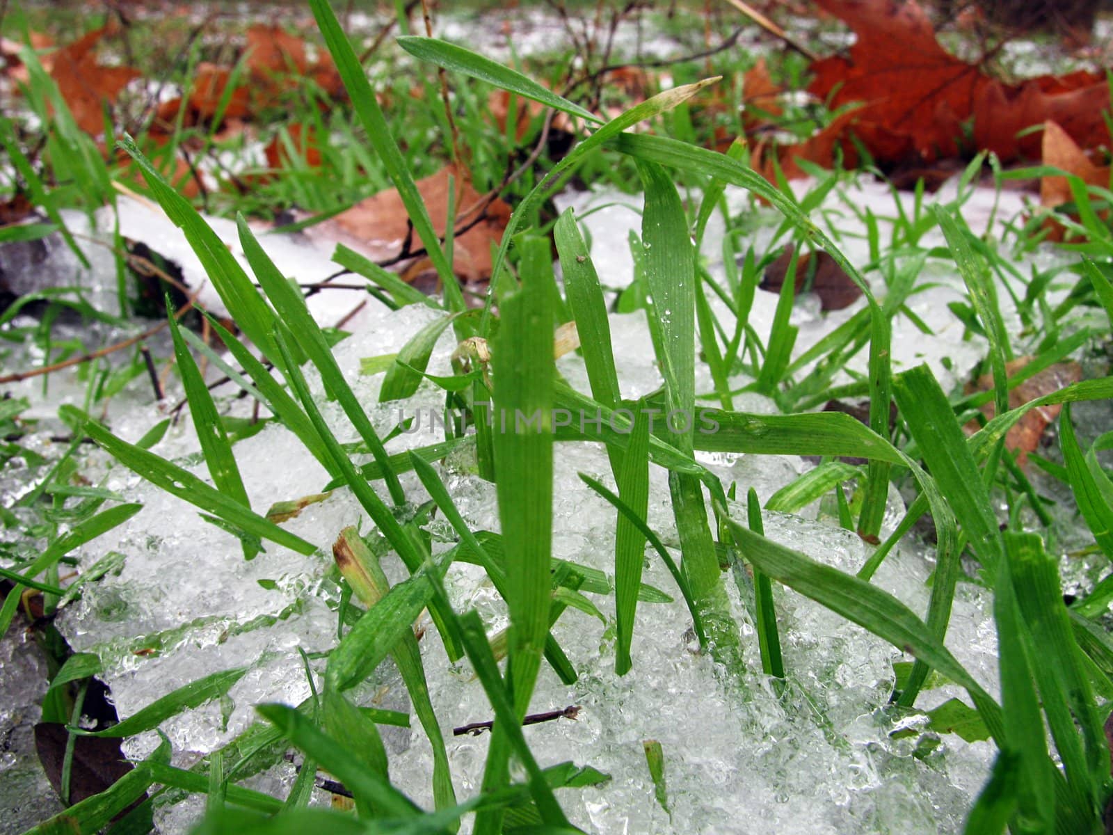 green grass in snow