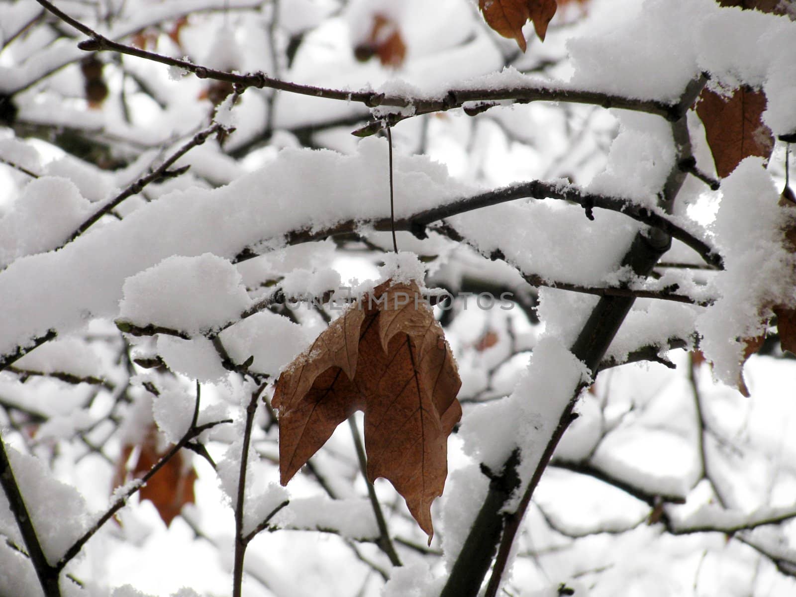 tree covered with snow