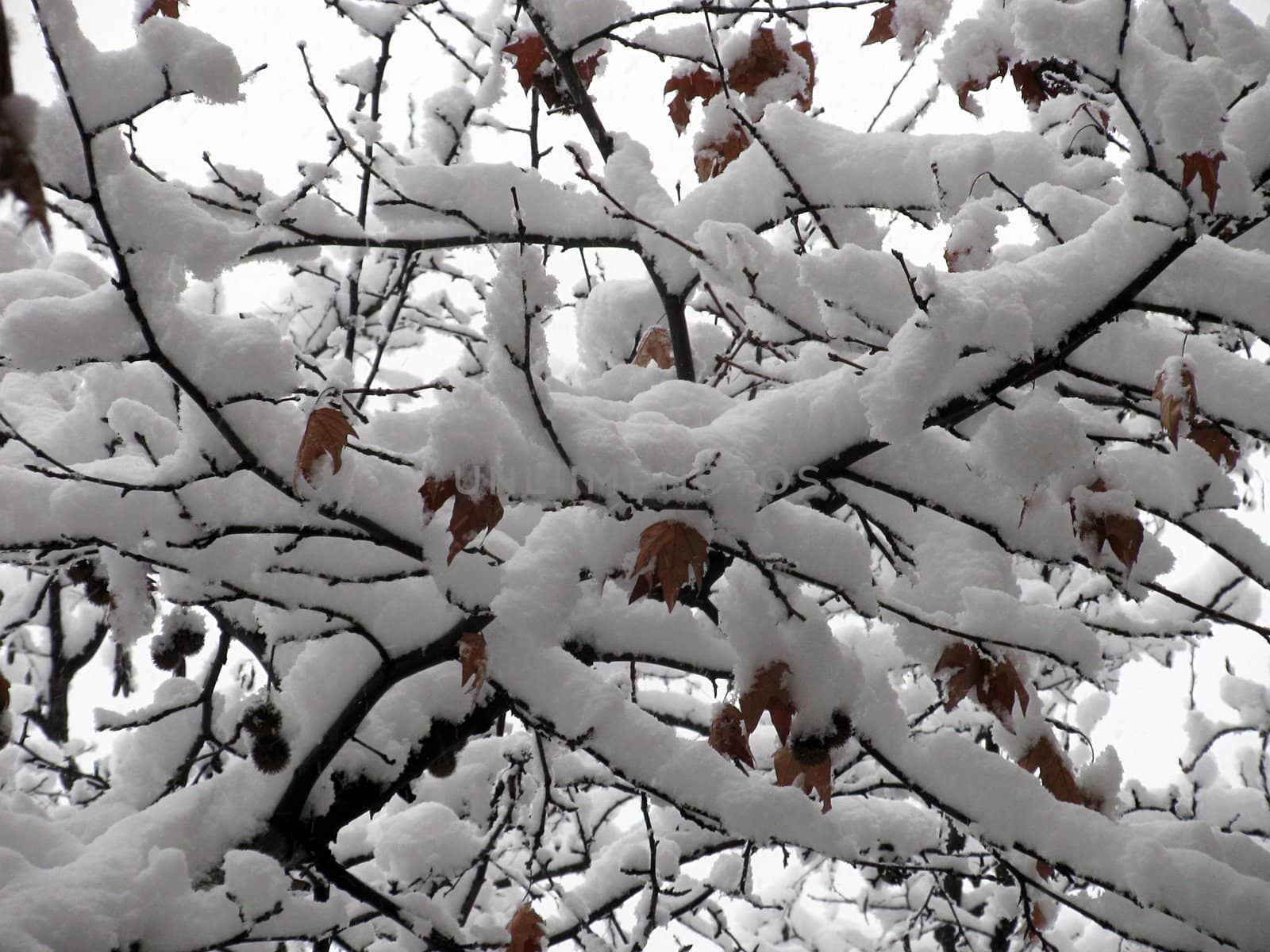 branches of tree covered with snow