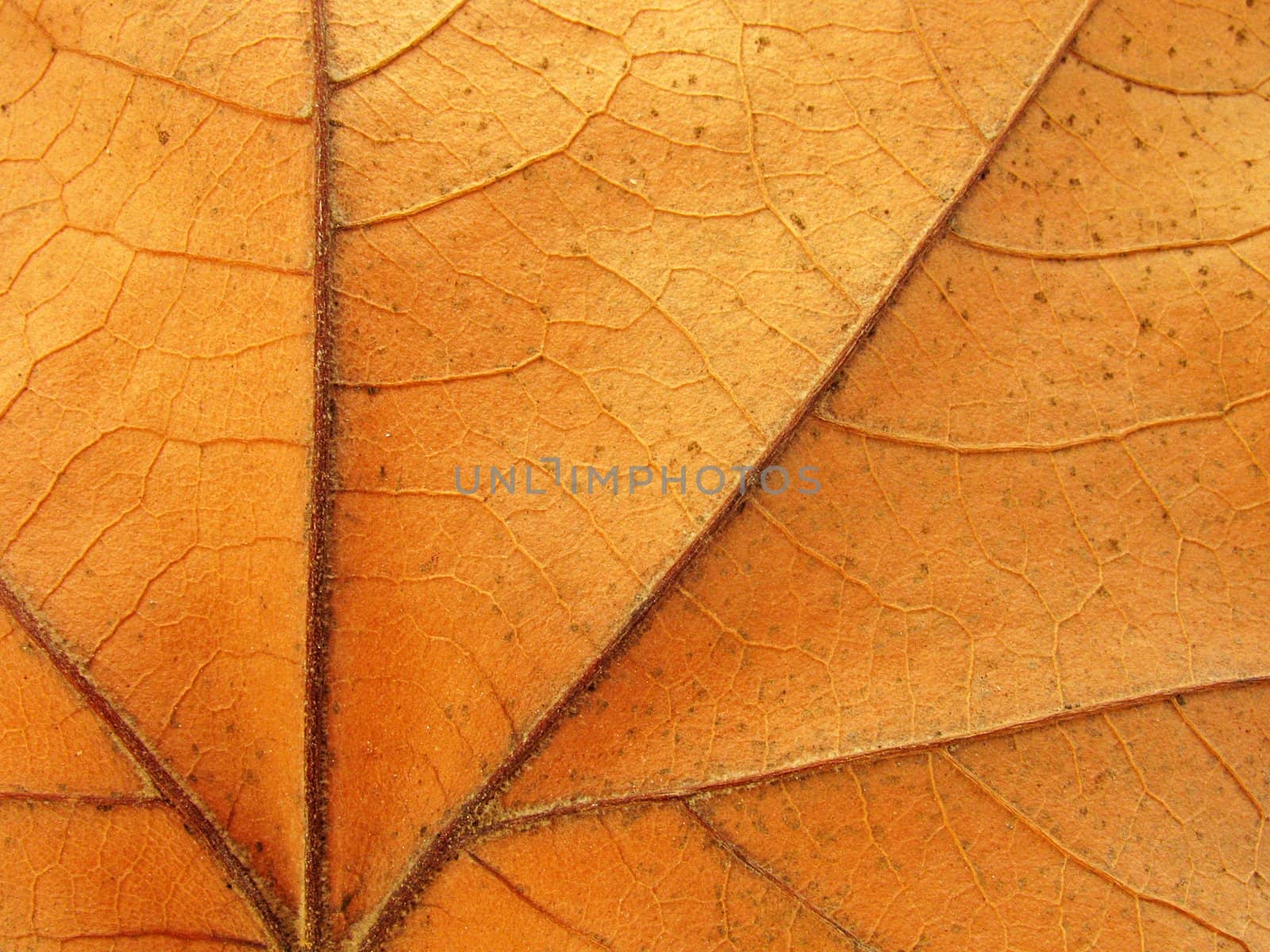 close up of dry maple leaf texture