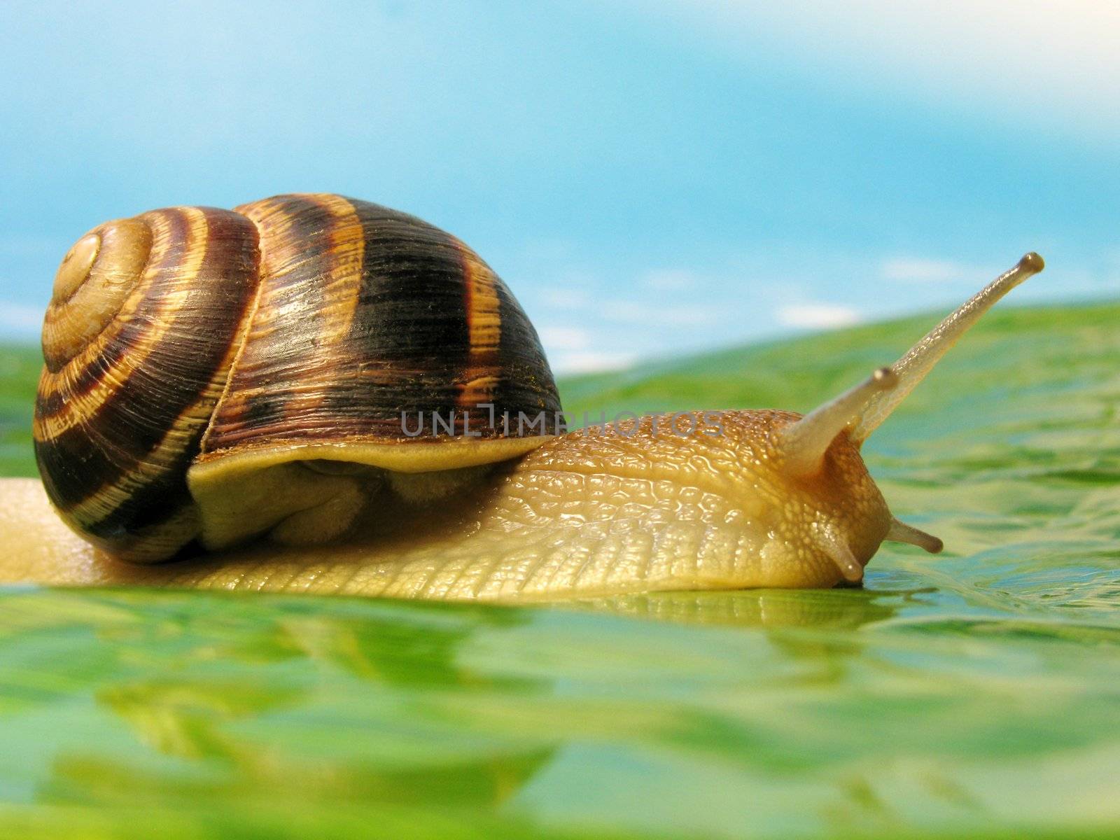 snail on a meadow
