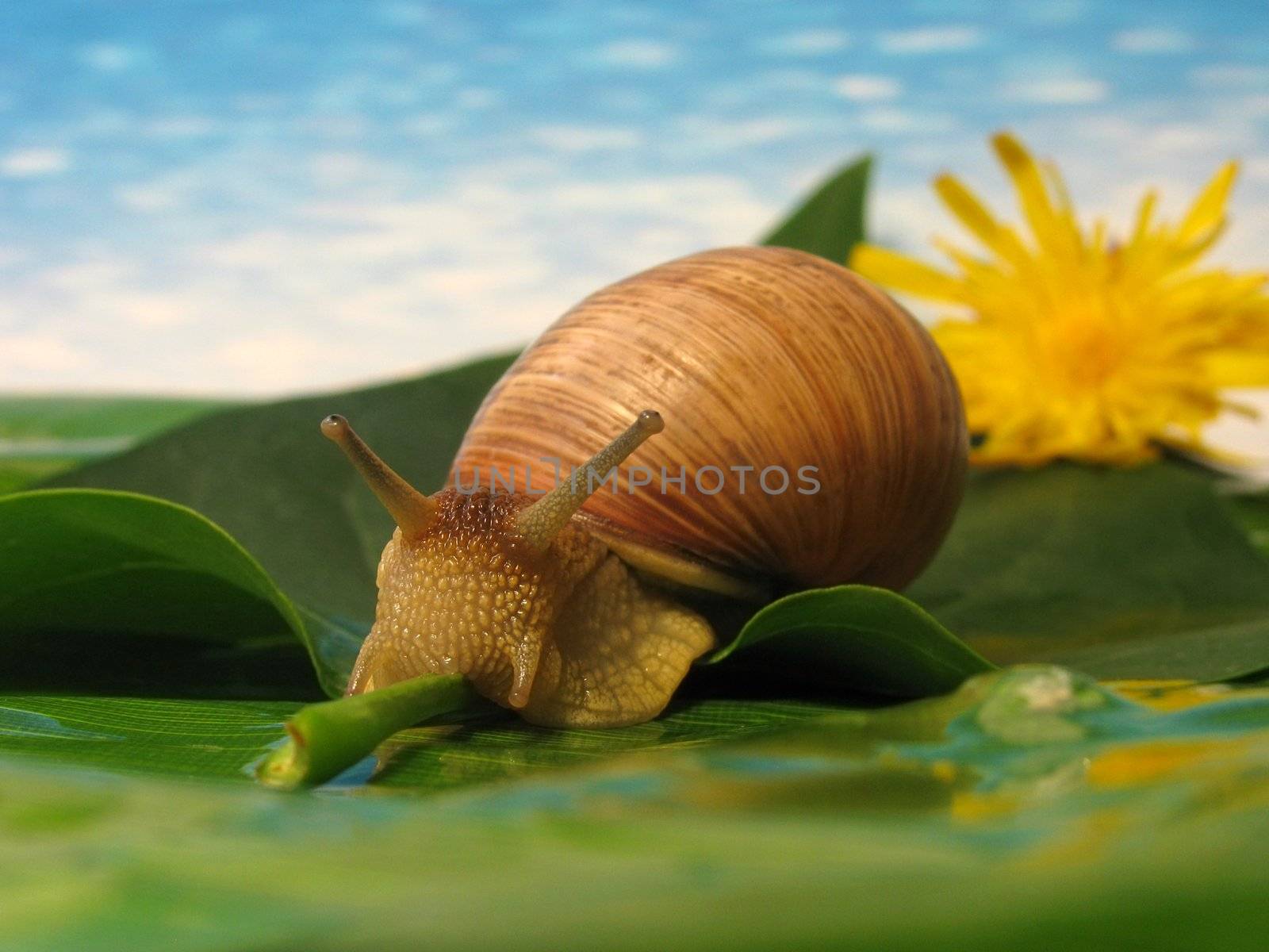 snail by romantiche