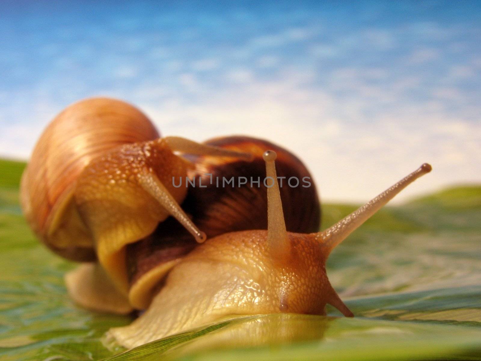 two snails by romantiche